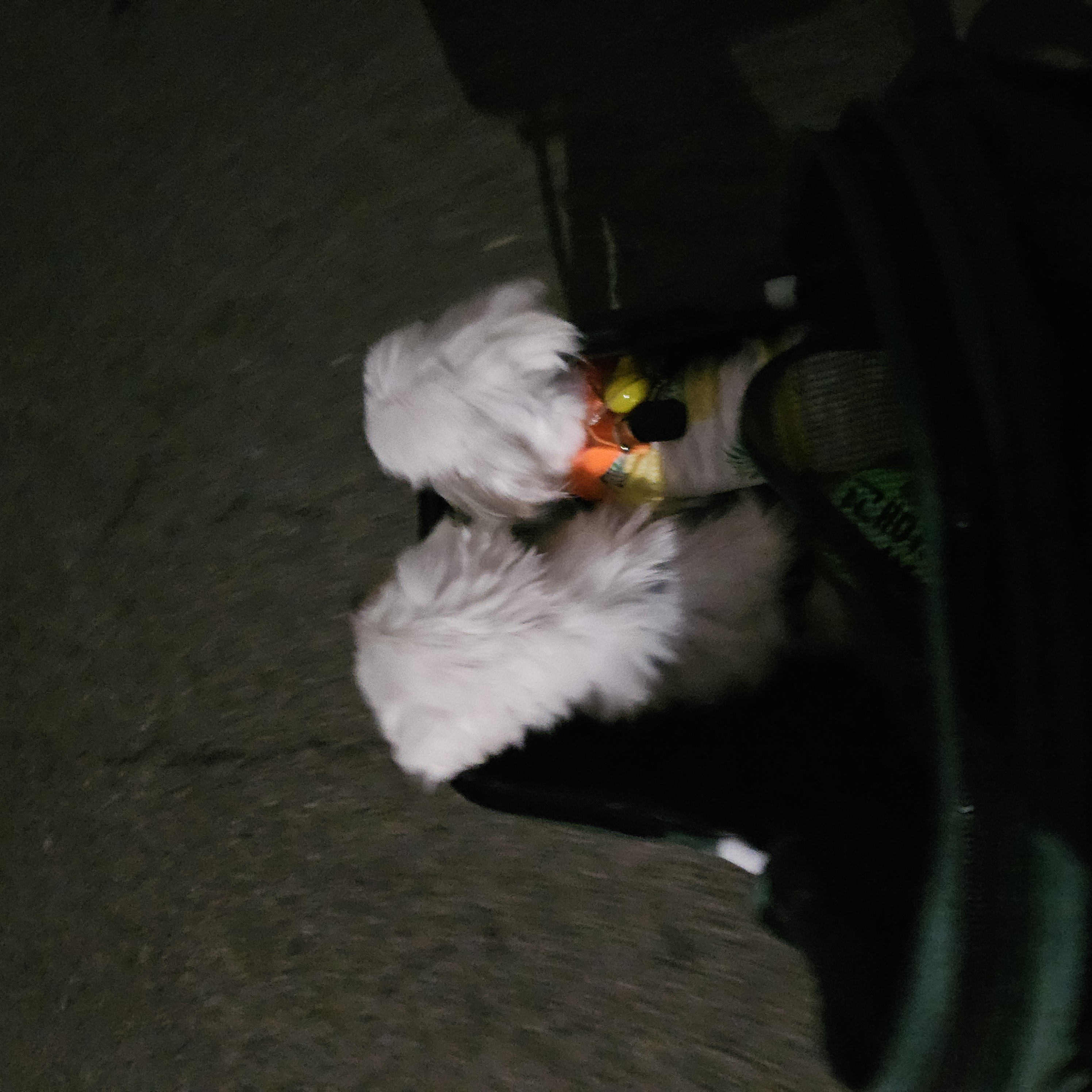 빠숑이 임보 1개월 