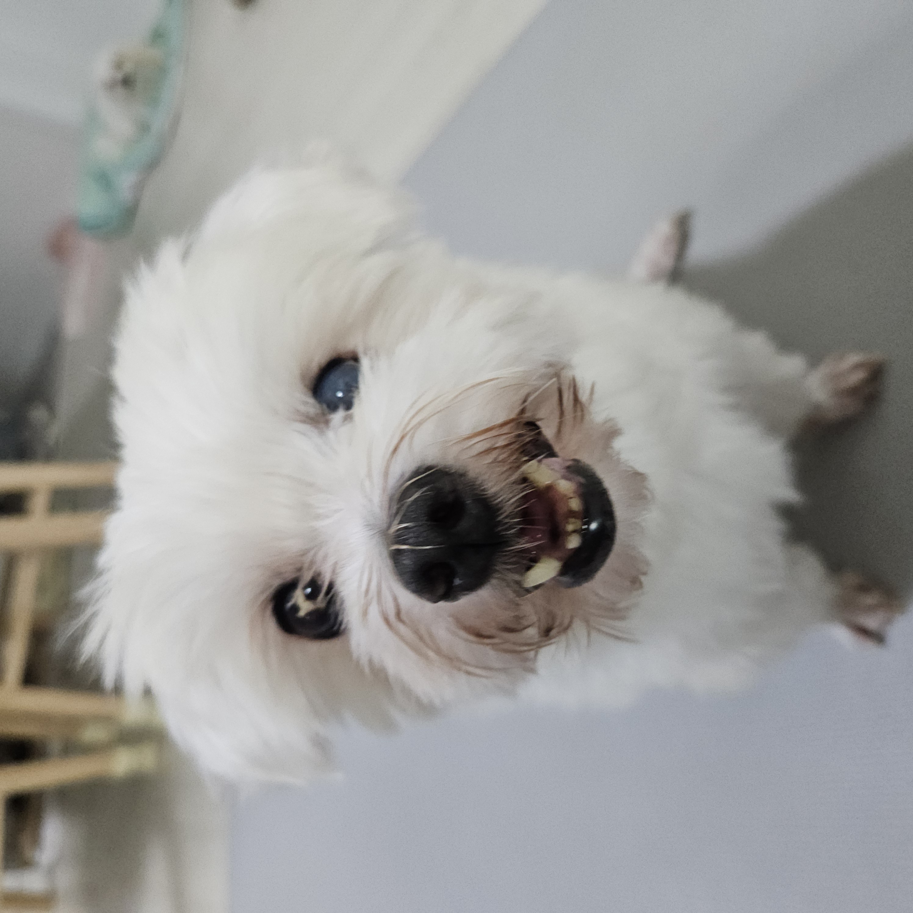 빠숑이 임보 1개월 