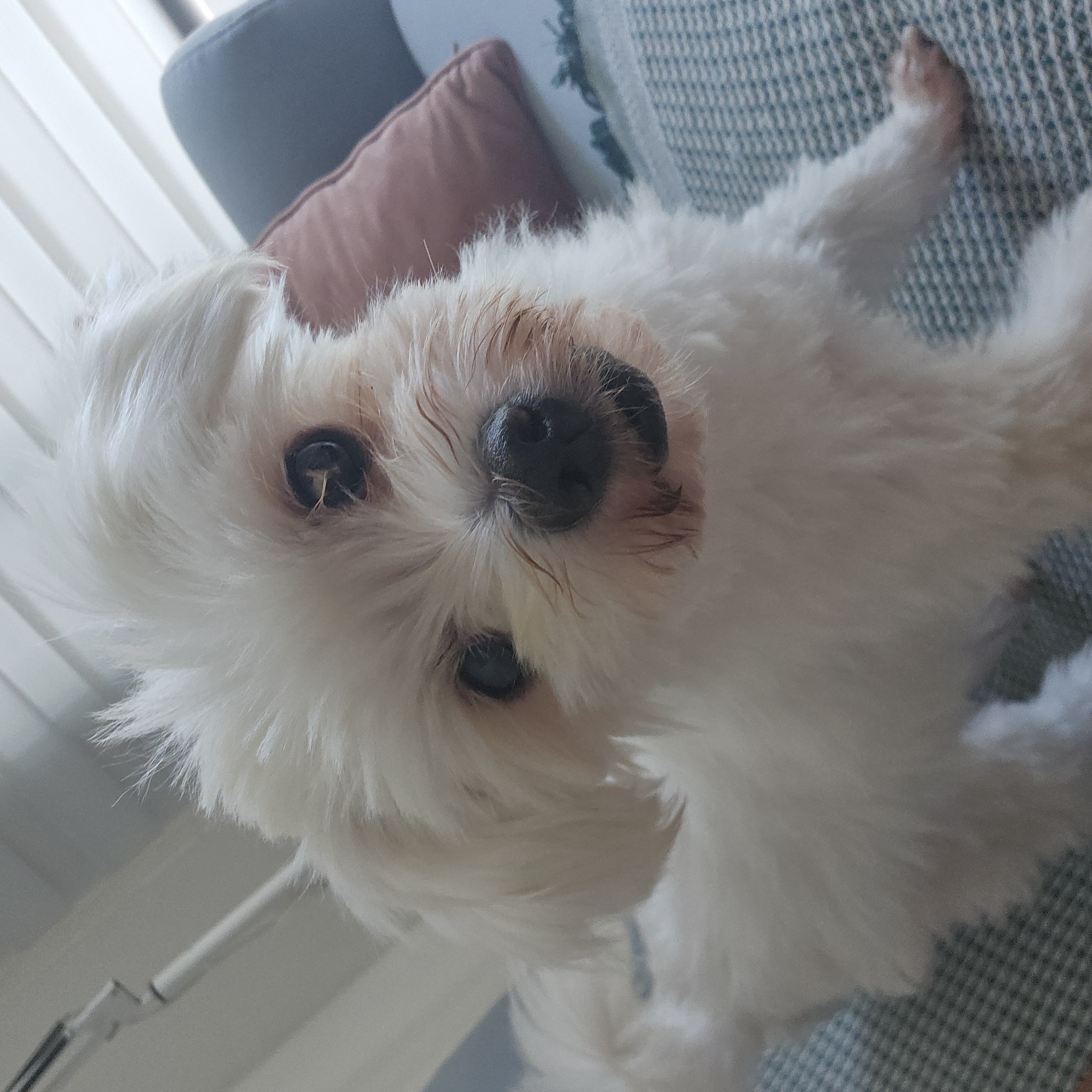 빠숑이 임보 1개월 