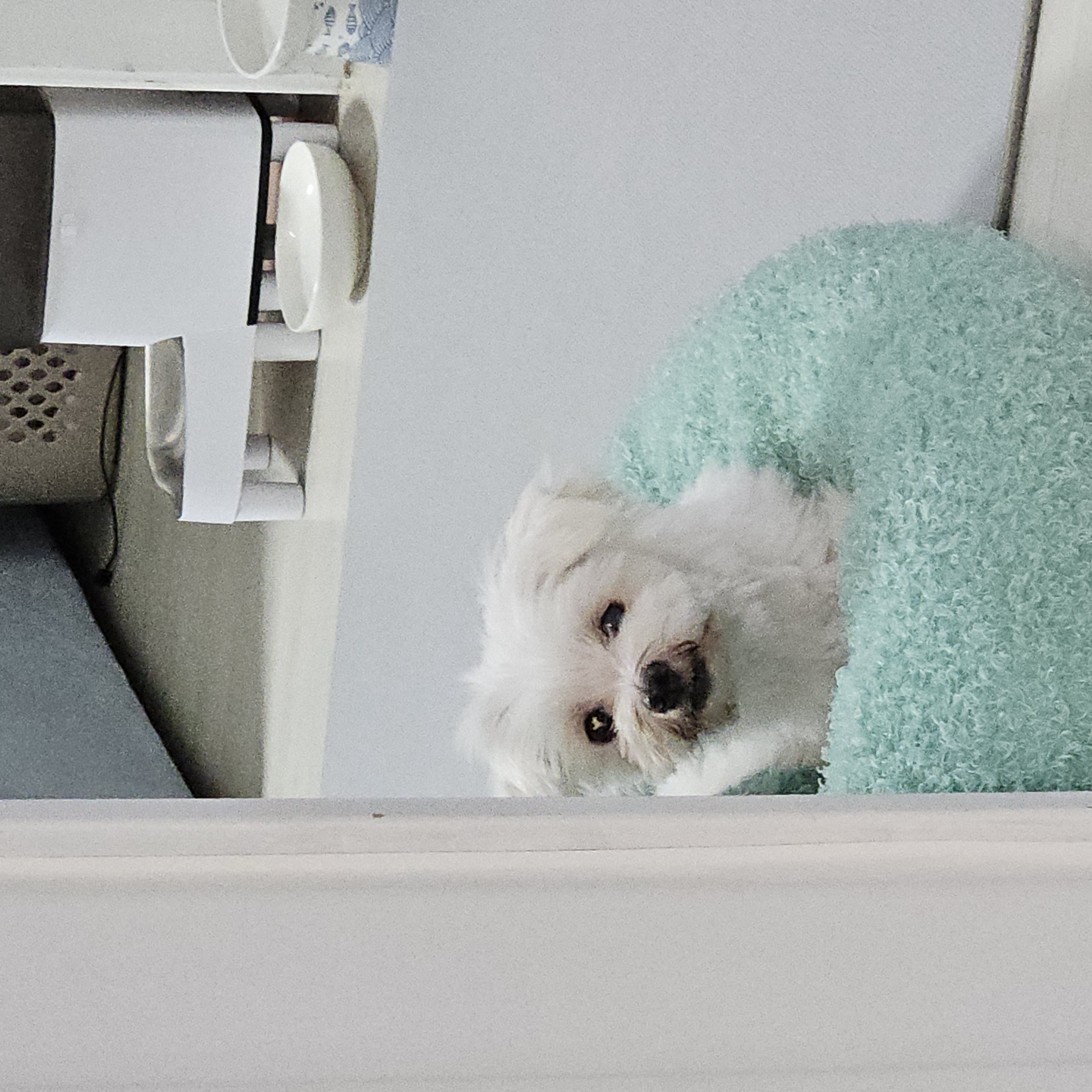 빠숑이 임보 1개월 