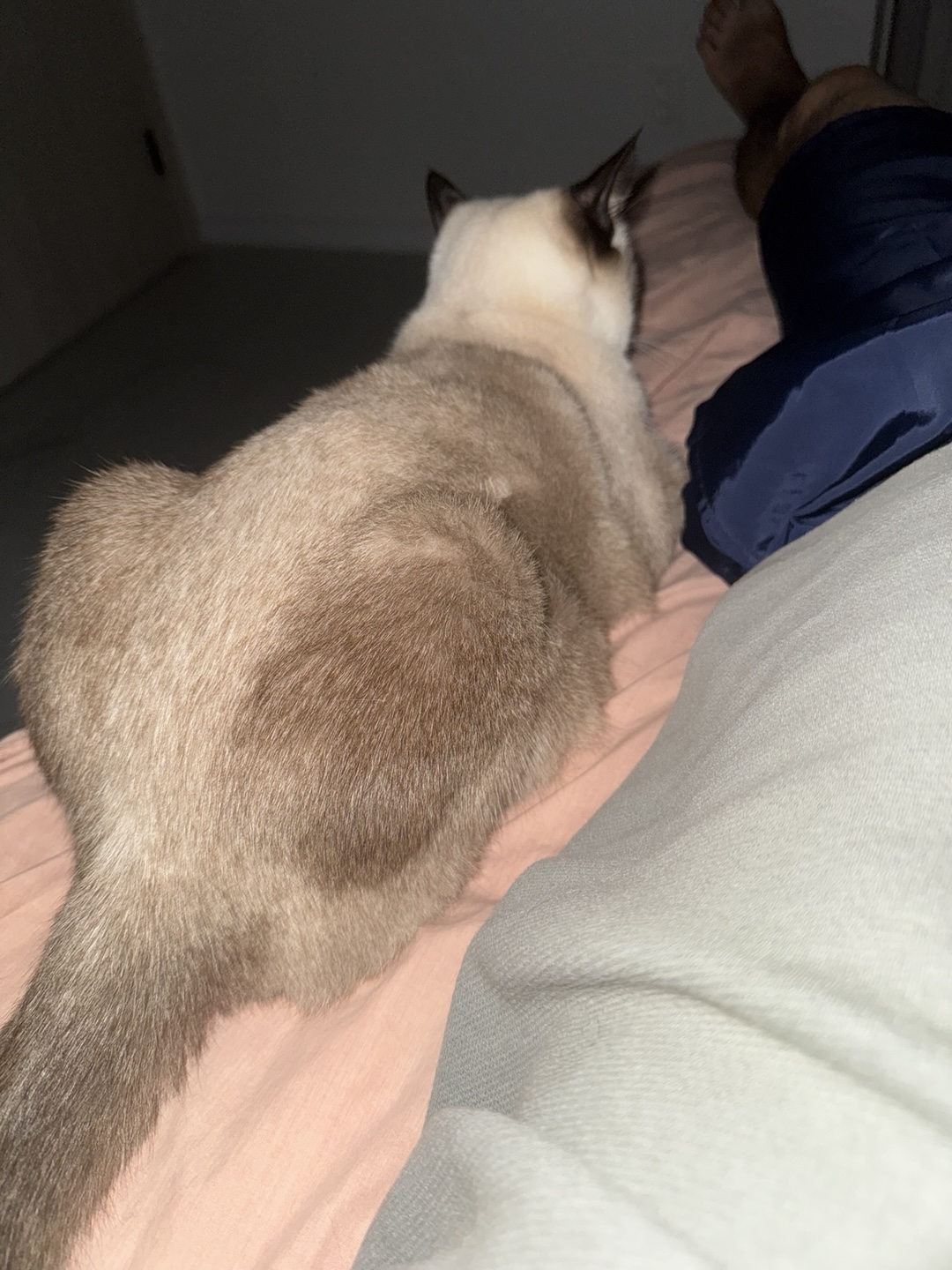 벨라 소식 - 입양한지 벌써 만으로 5개월 다되어가네요~