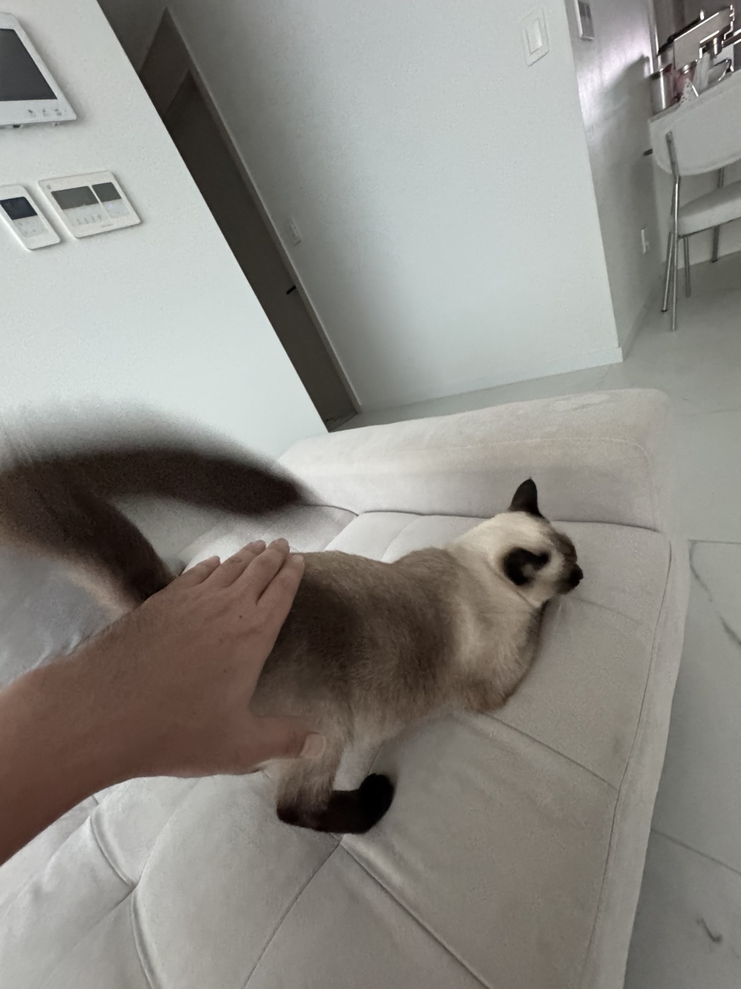 벨라 소식 - 입양한지 벌써 만으로 5개월 다되어가네요~