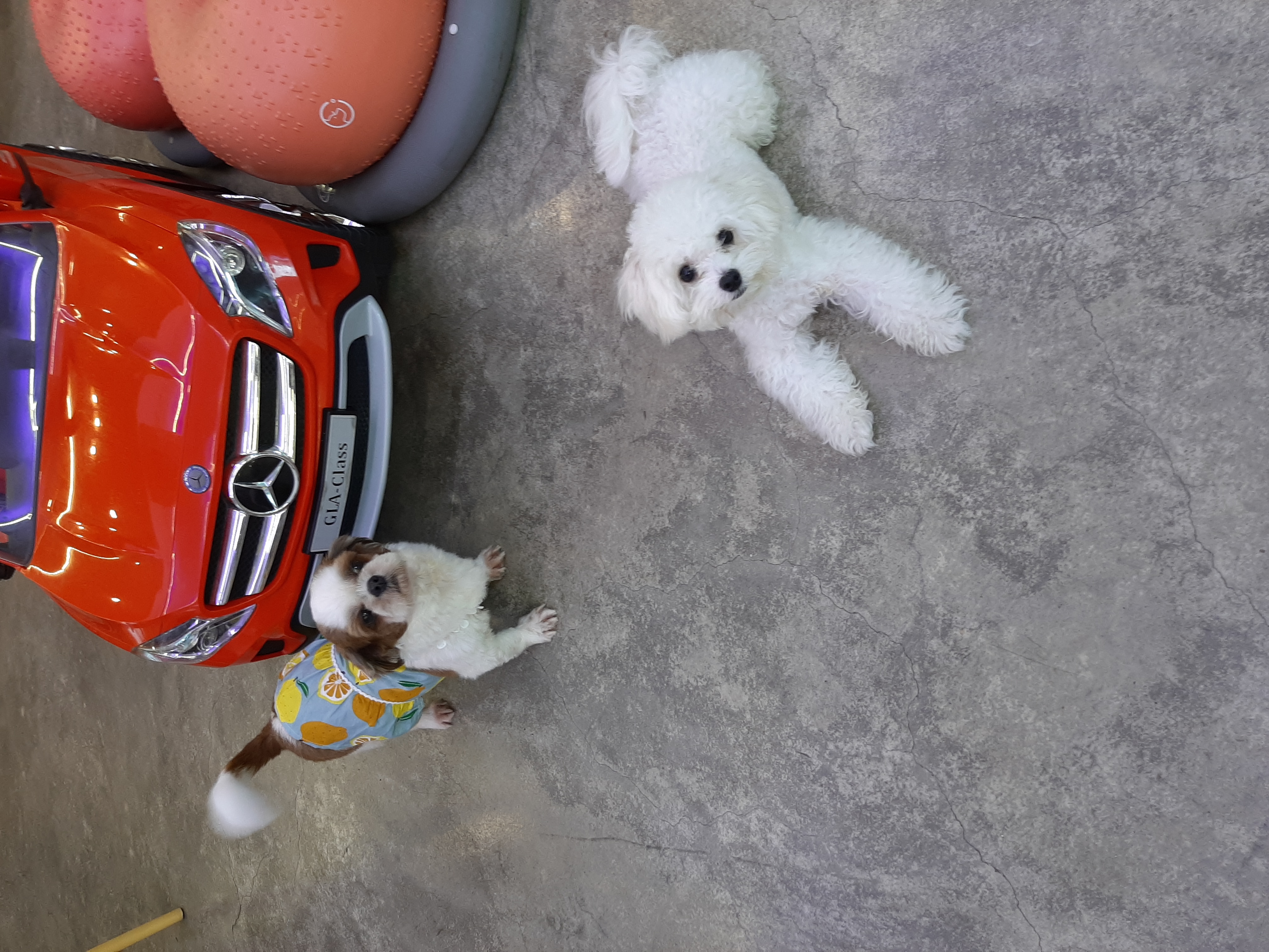 뽀야 잘지내고있어요