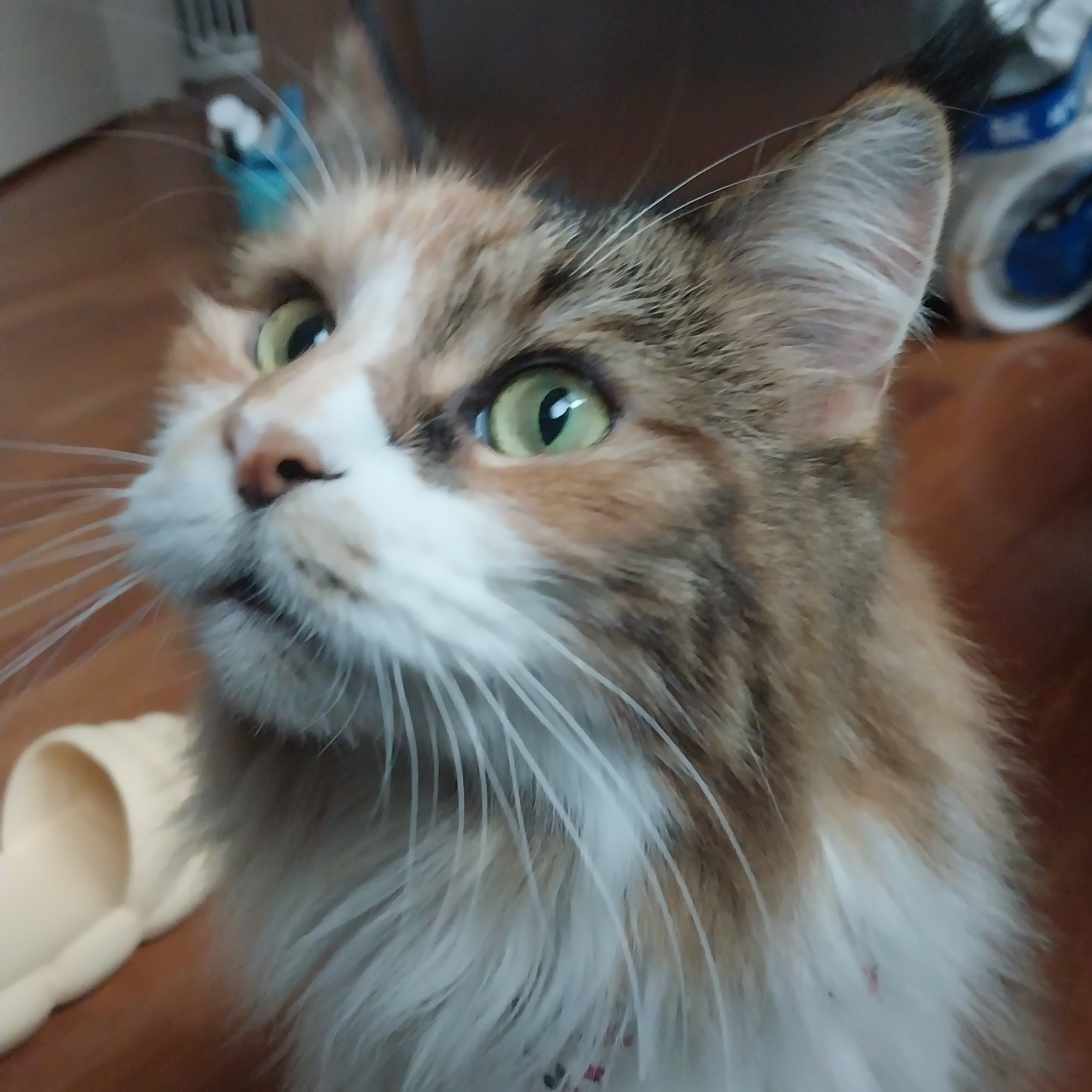 9개월차 웨이 근황