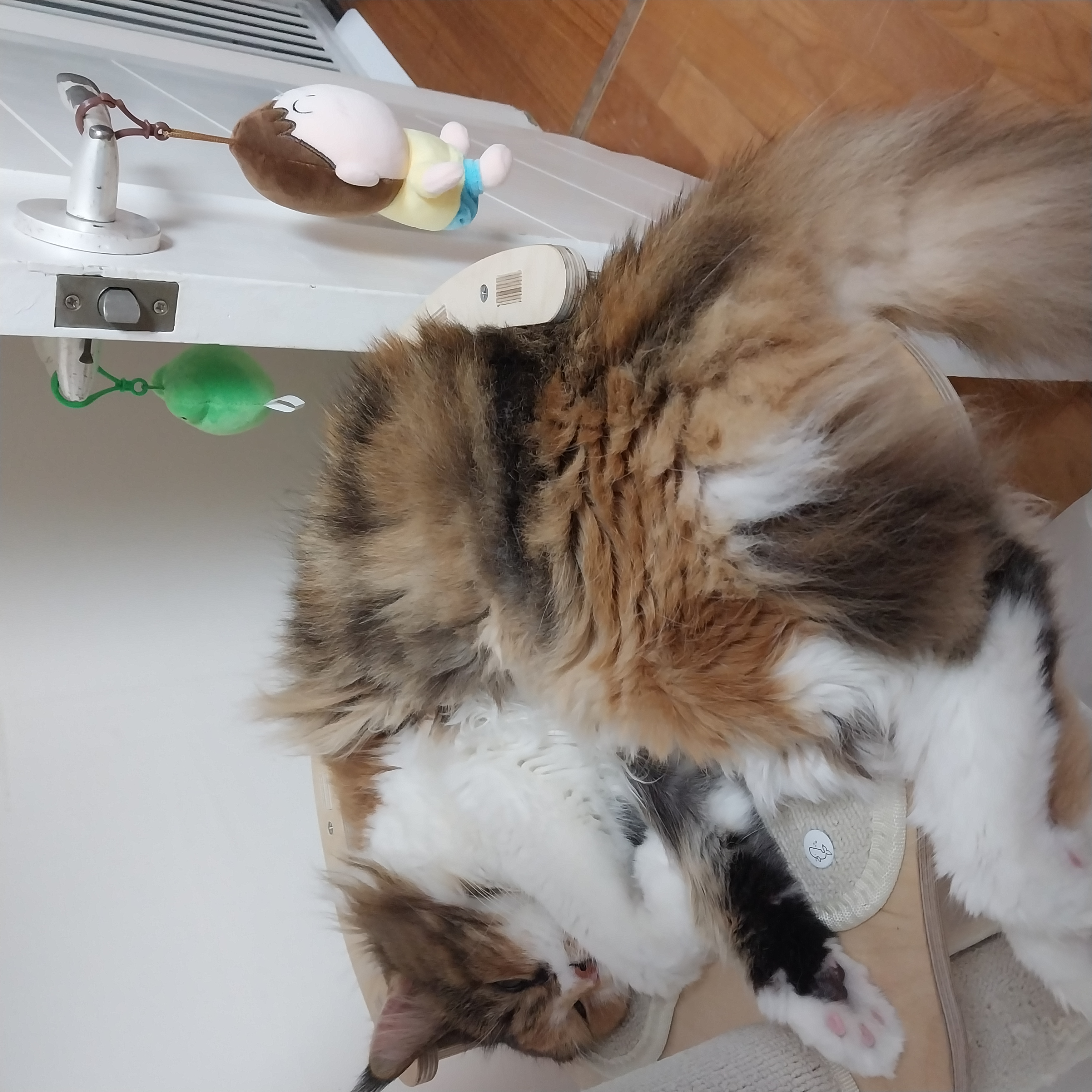 9개월차 웨이 근황