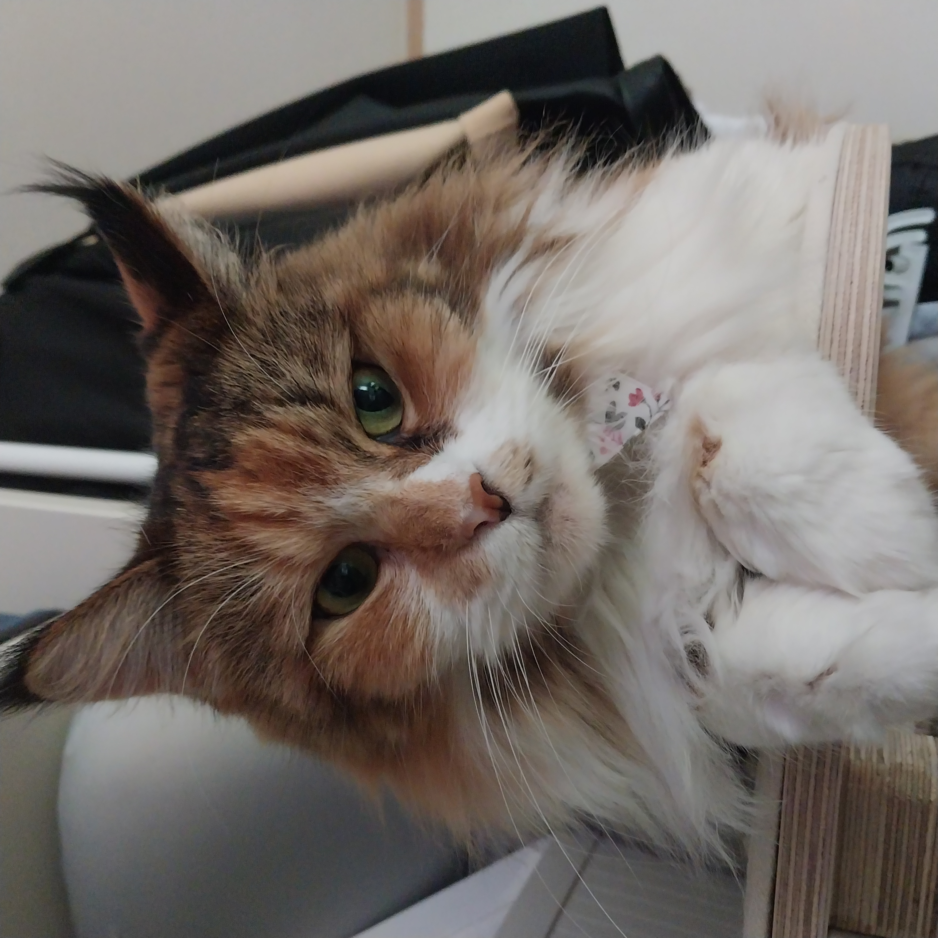 9개월차 웨이 근황