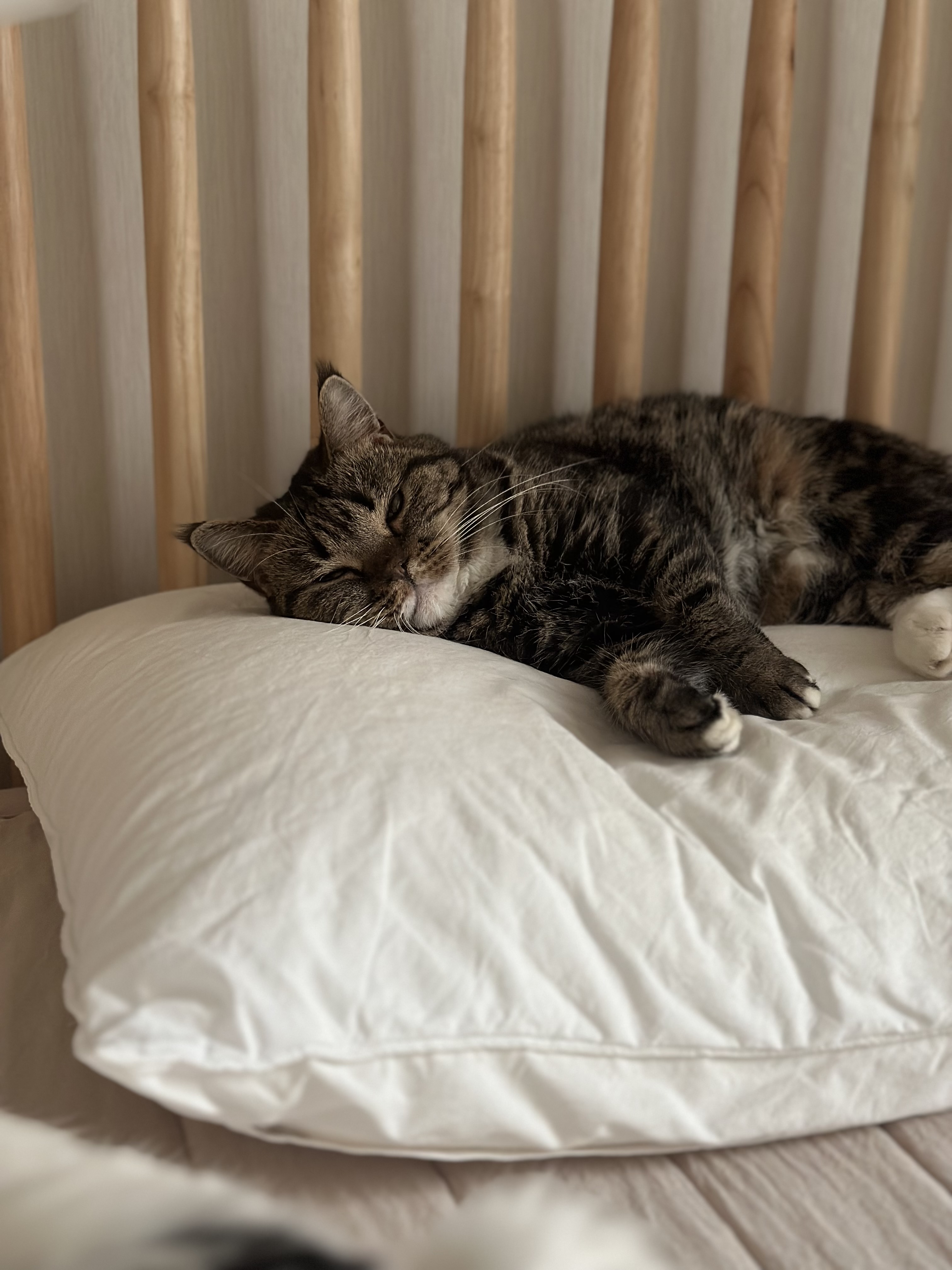 아슬이(요미) 1주년 후기