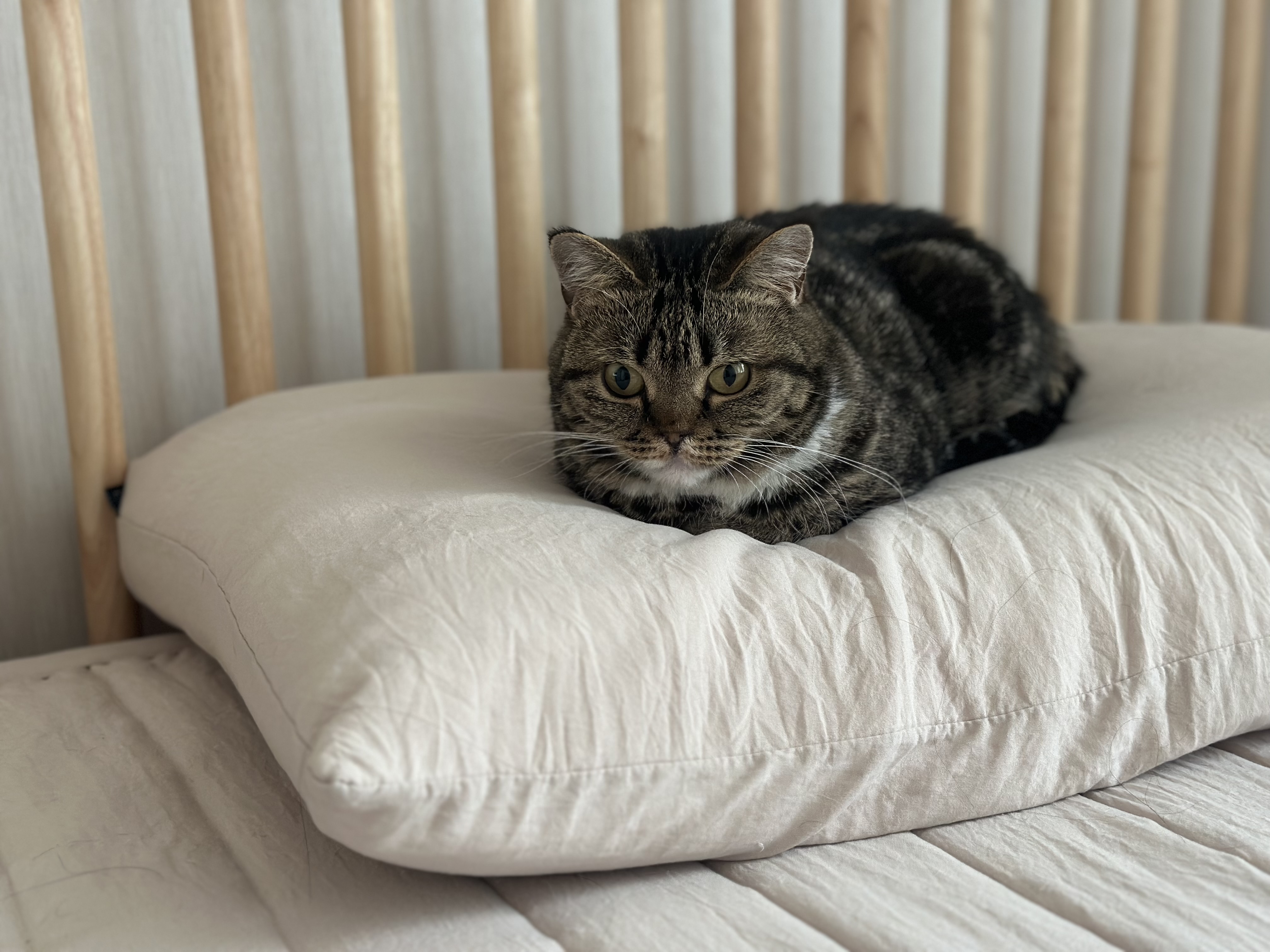 아슬이(요미) 1주년 후기