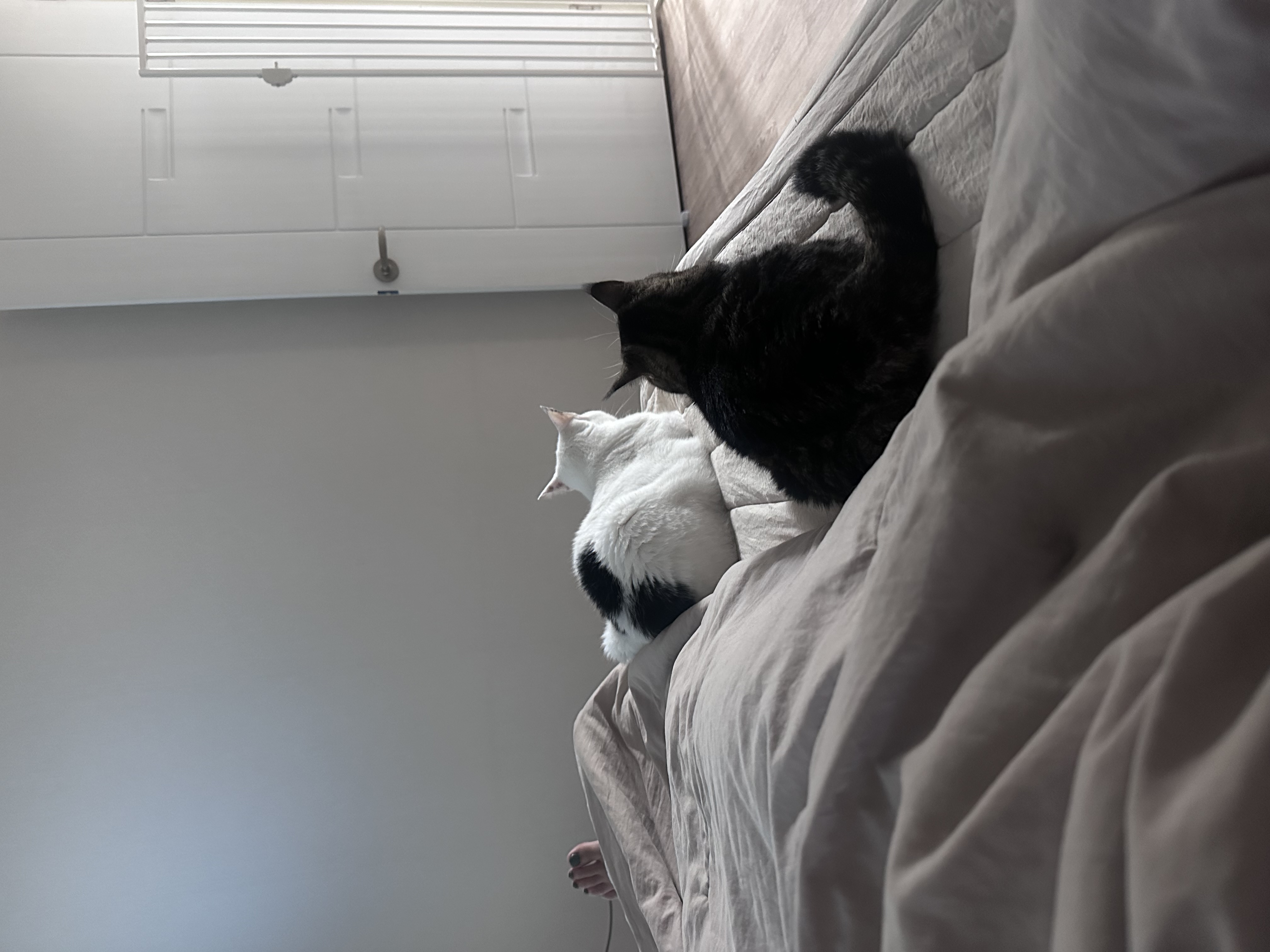 아슬이(요미) 1주년 후기