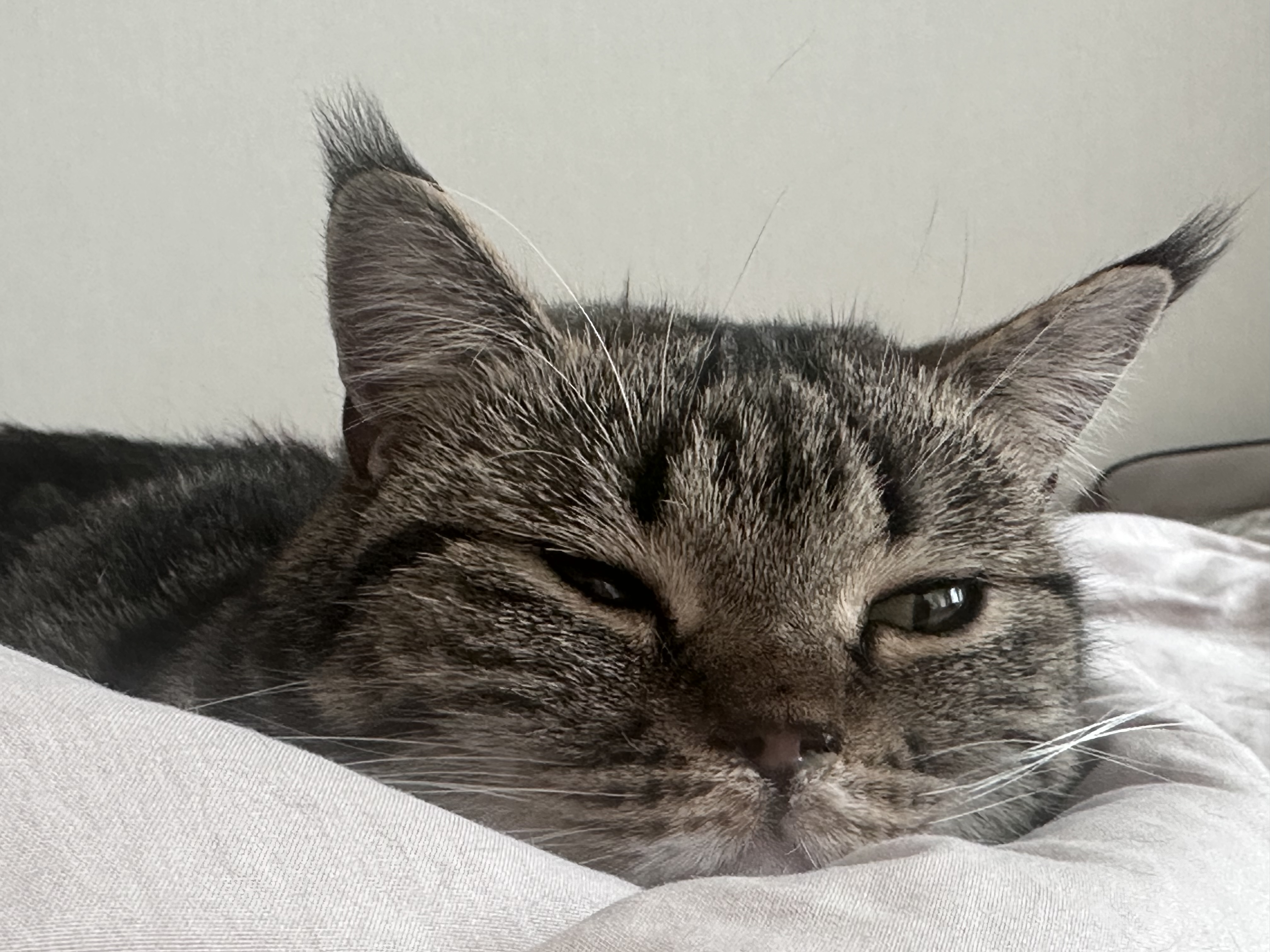 아슬이(요미) 1주년 후기