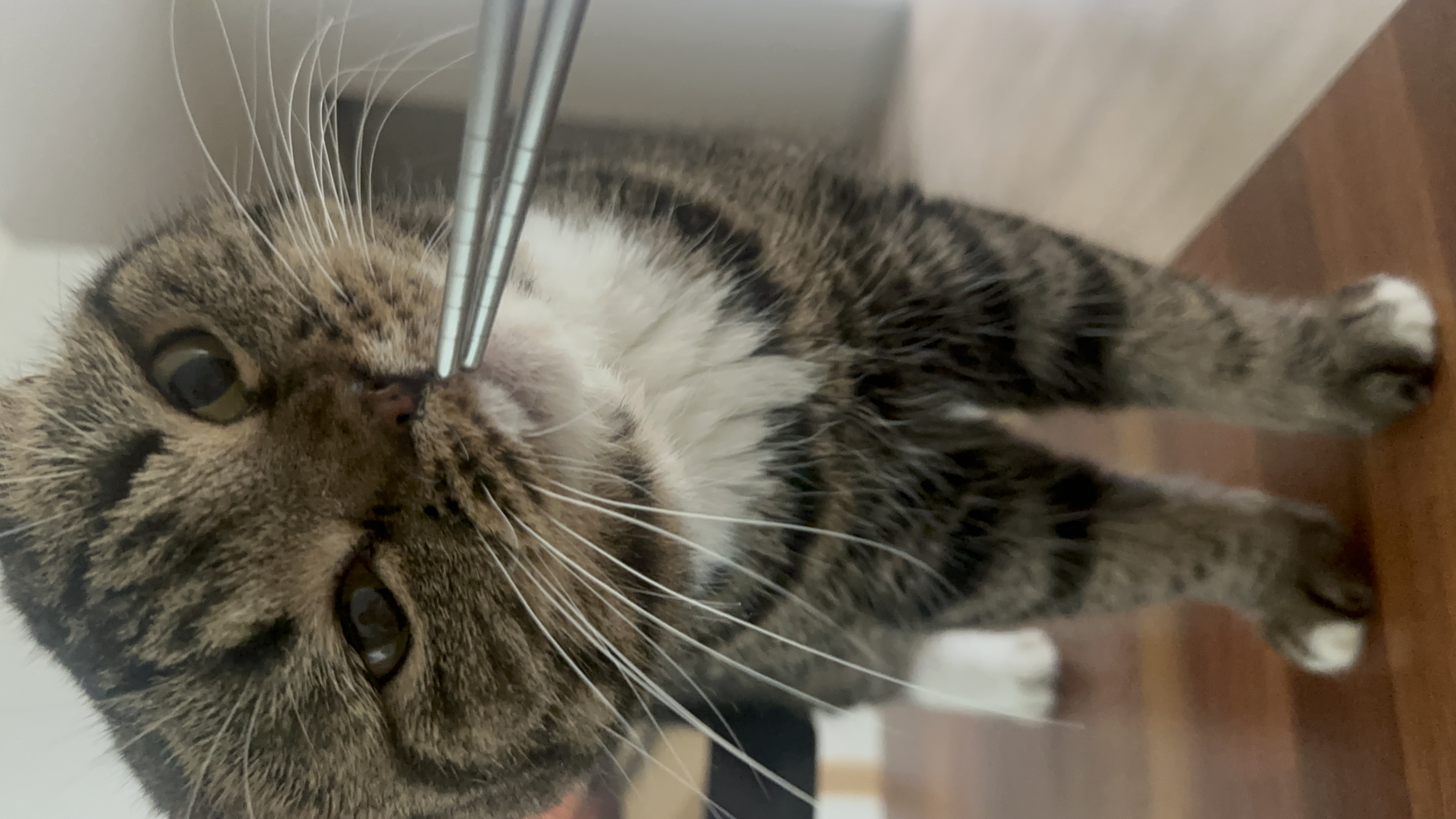 아슬이(요미) 1주년 후기