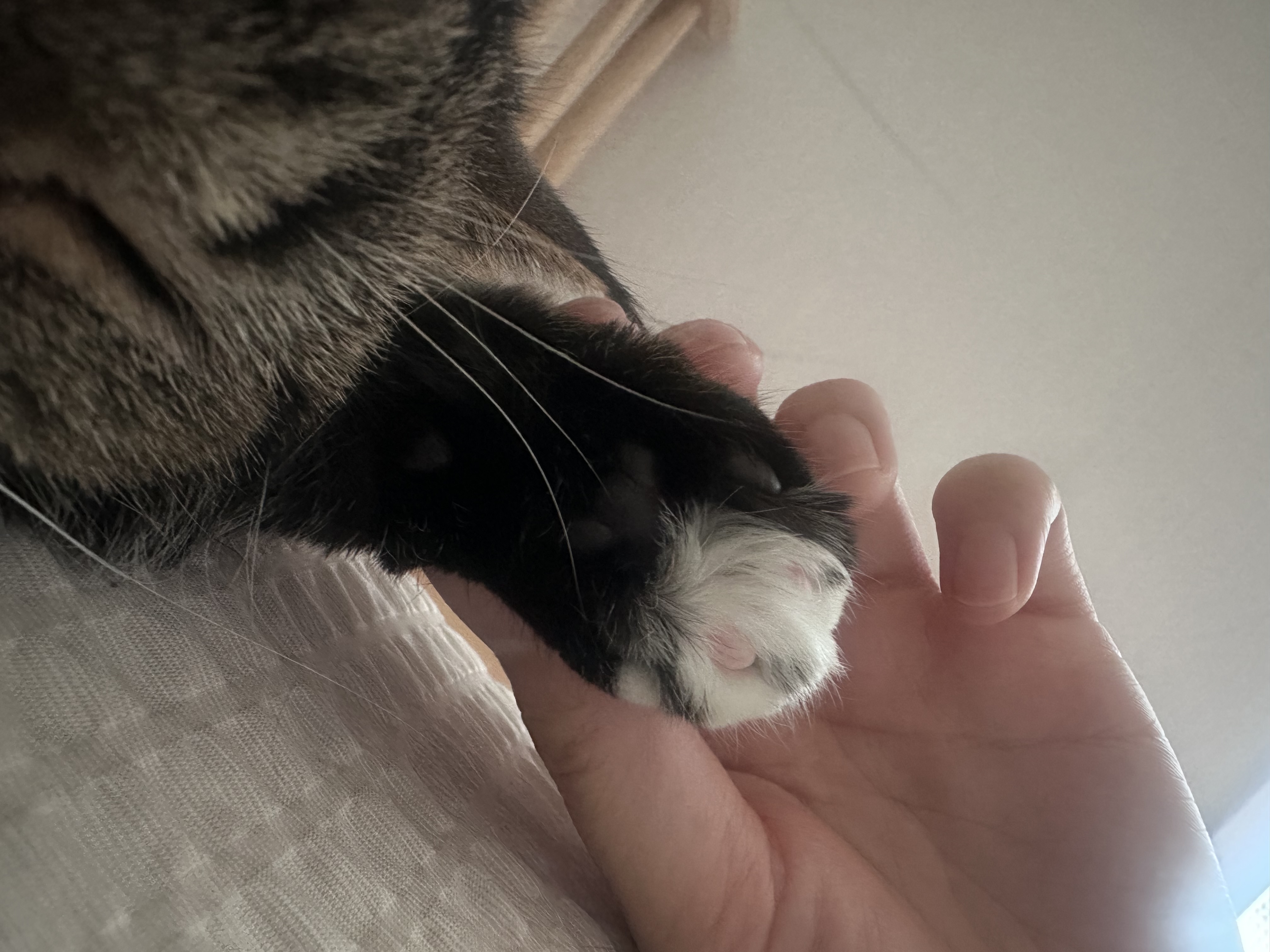 아슬이(요미) 1주년 후기