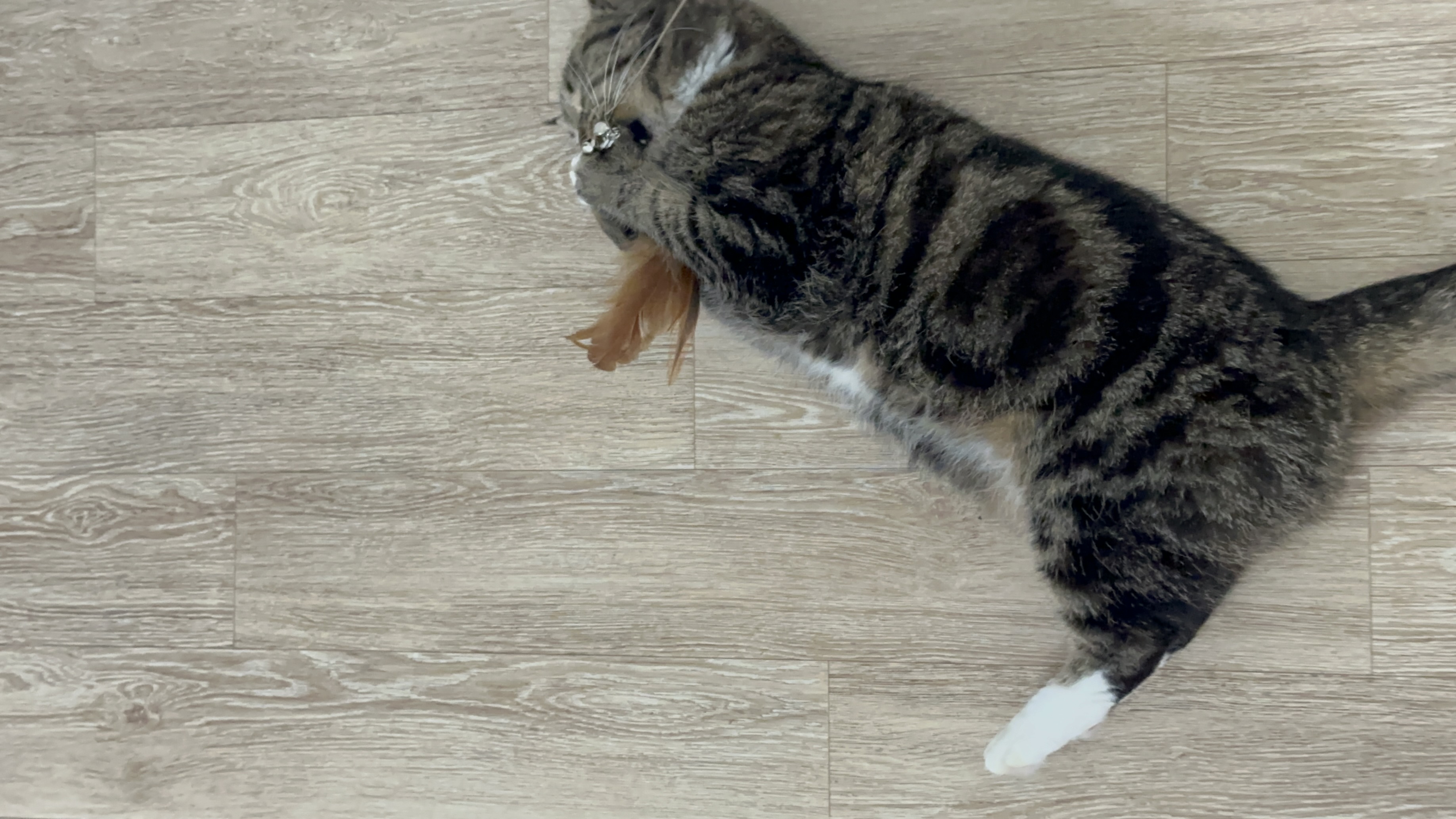 아슬이(요미) 1주년 후기