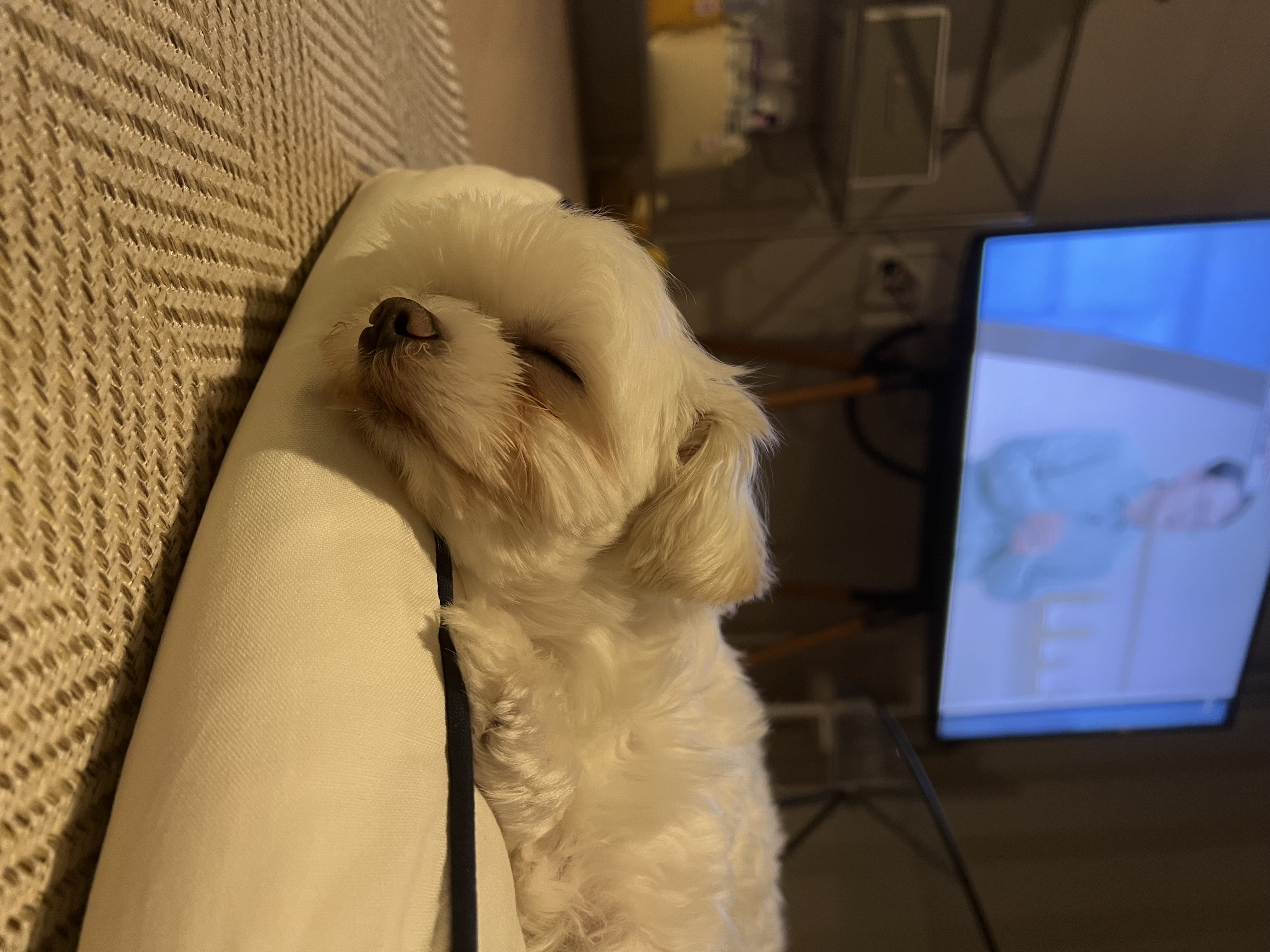 뽀숑이 임보 1개월 :)