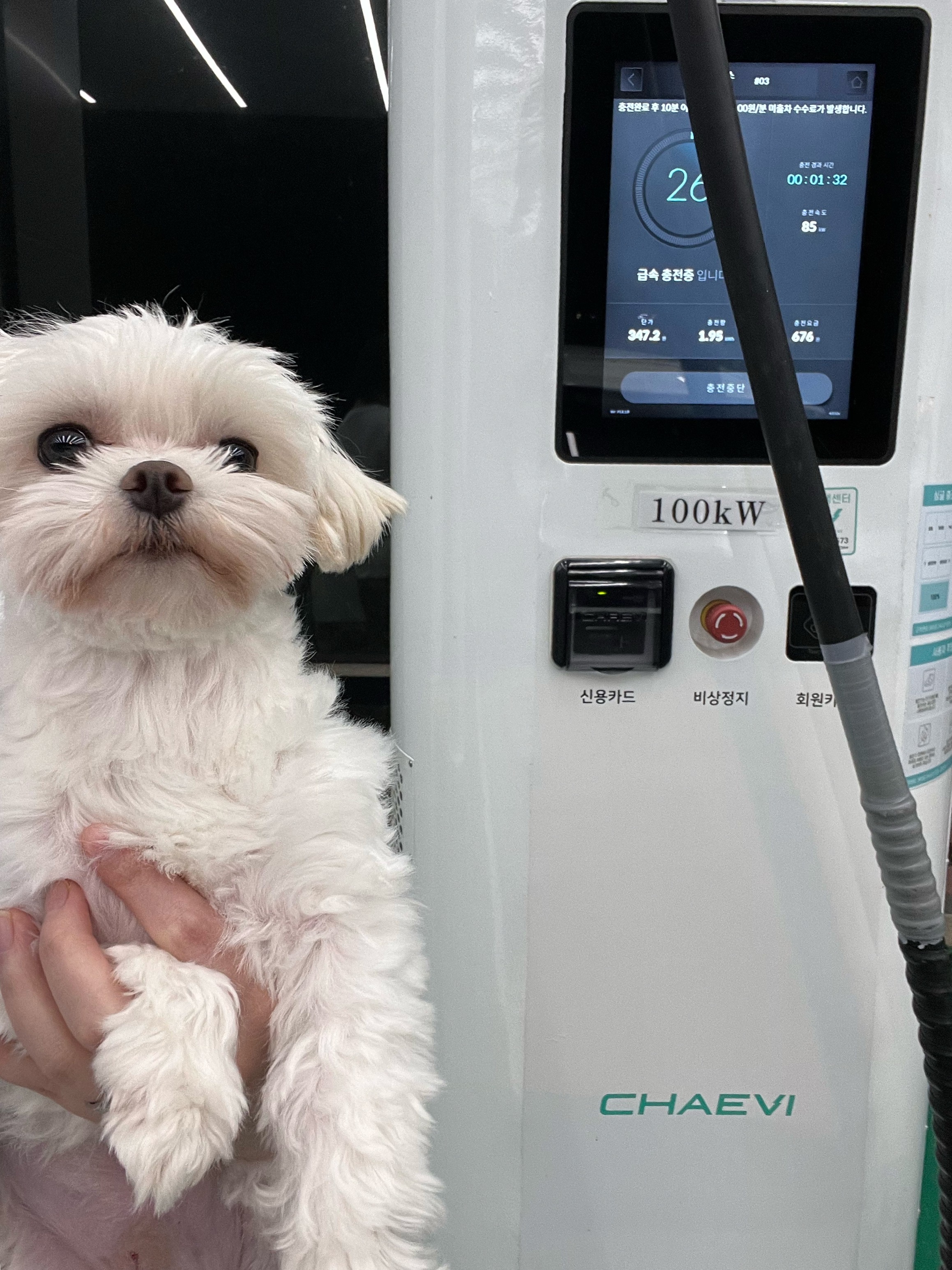 뽀숑이 임보 1개월 :)