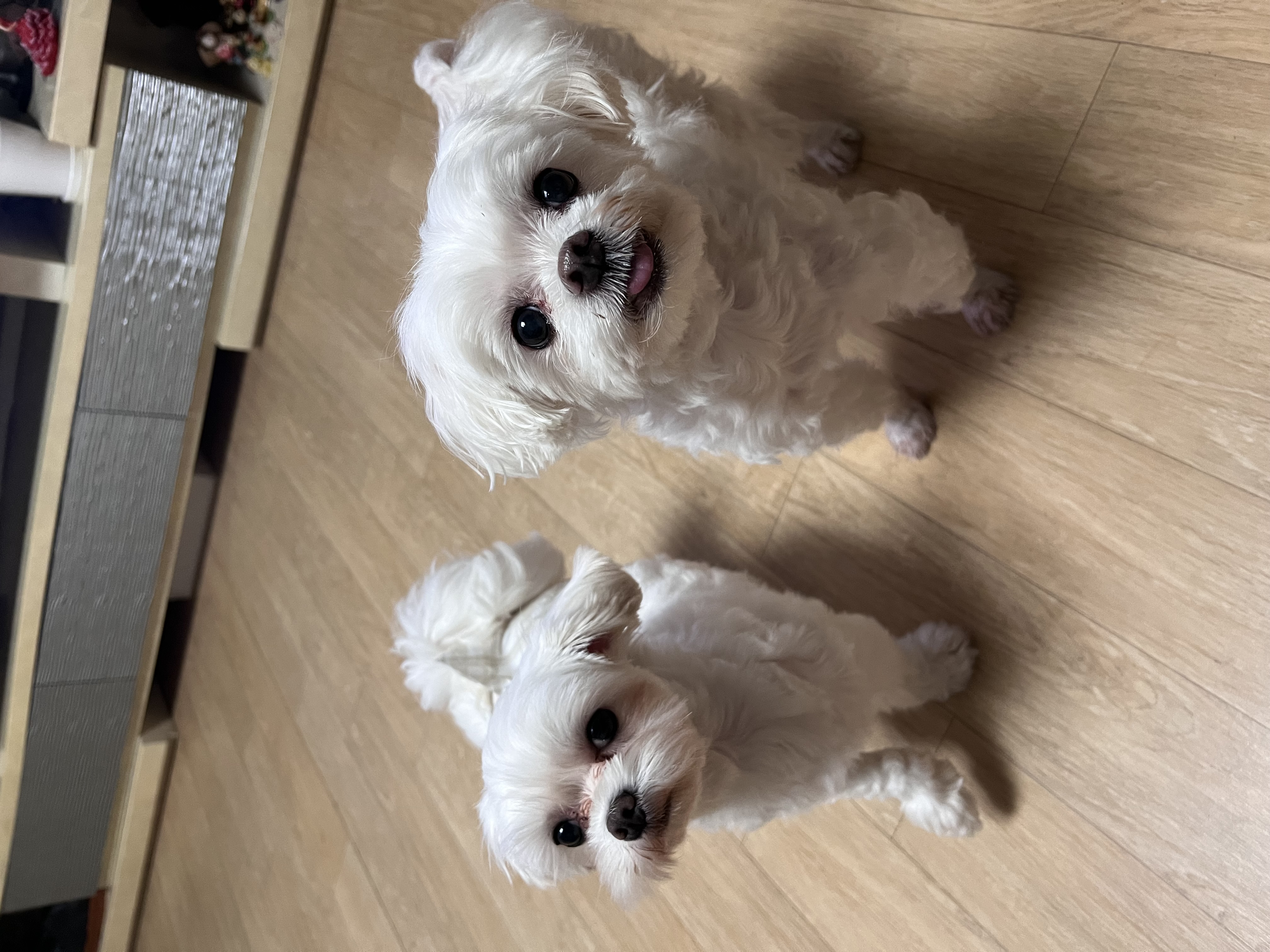 뽀숑이 임보 1개월 :)