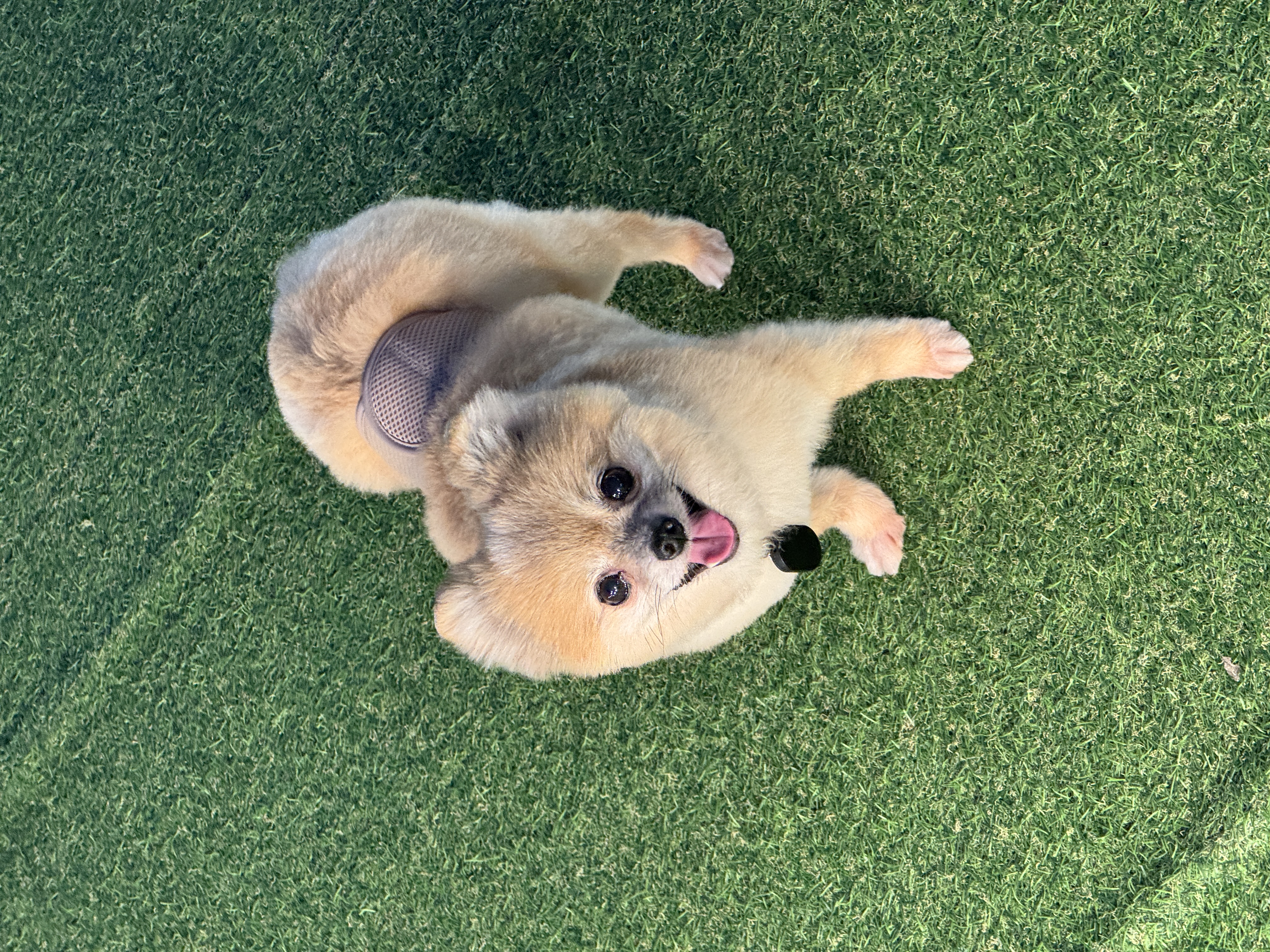 우디 (갈뽀) 와 임보생활 세번째 레포트 @>•<@