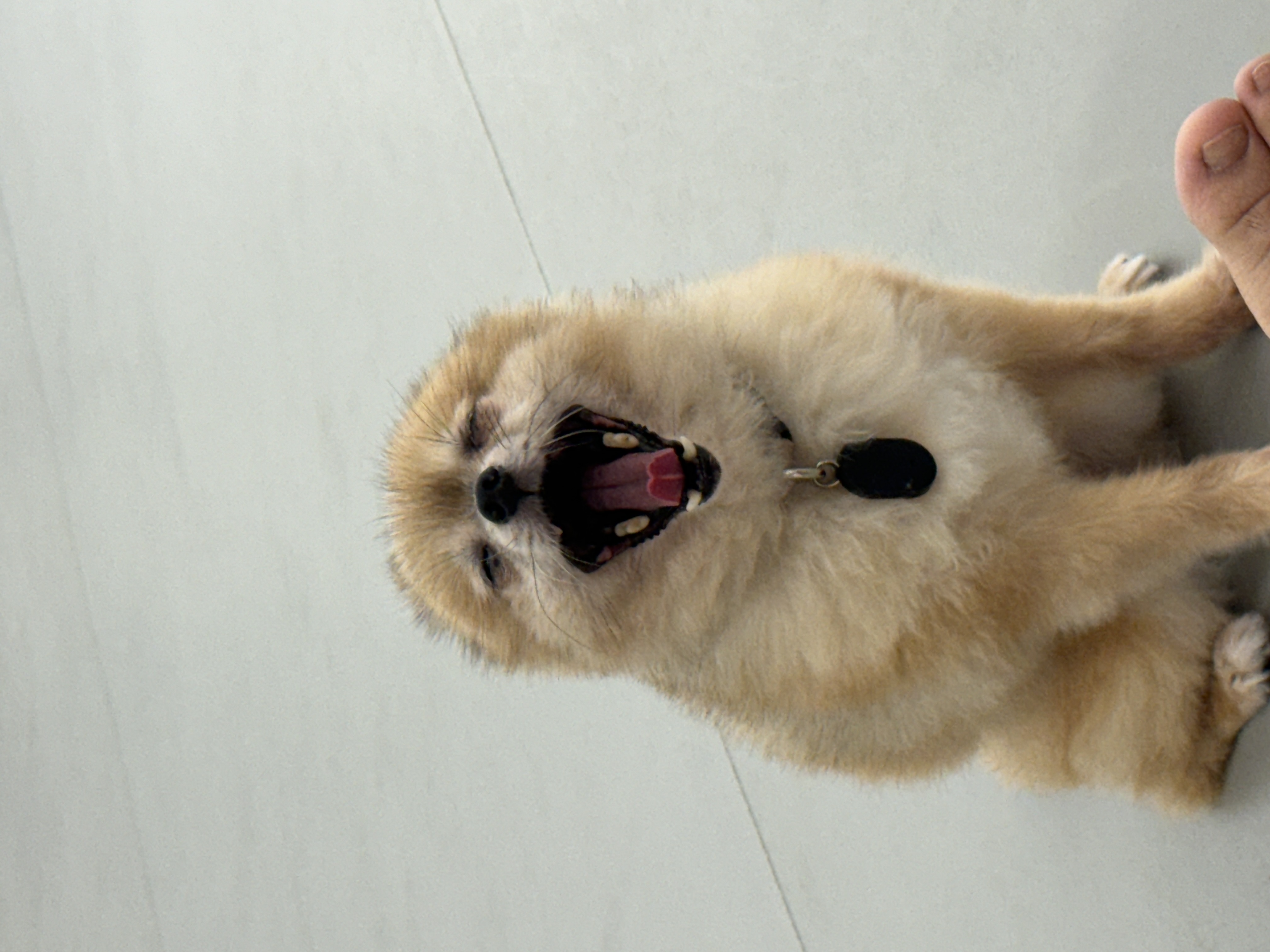 우디 (갈뽀) 와 임보생활 세번째 레포트 @>•<@