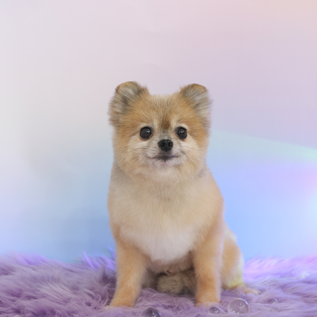 우디 (갈뽀) 와 임보생활 세번째 레포트 @>•<@