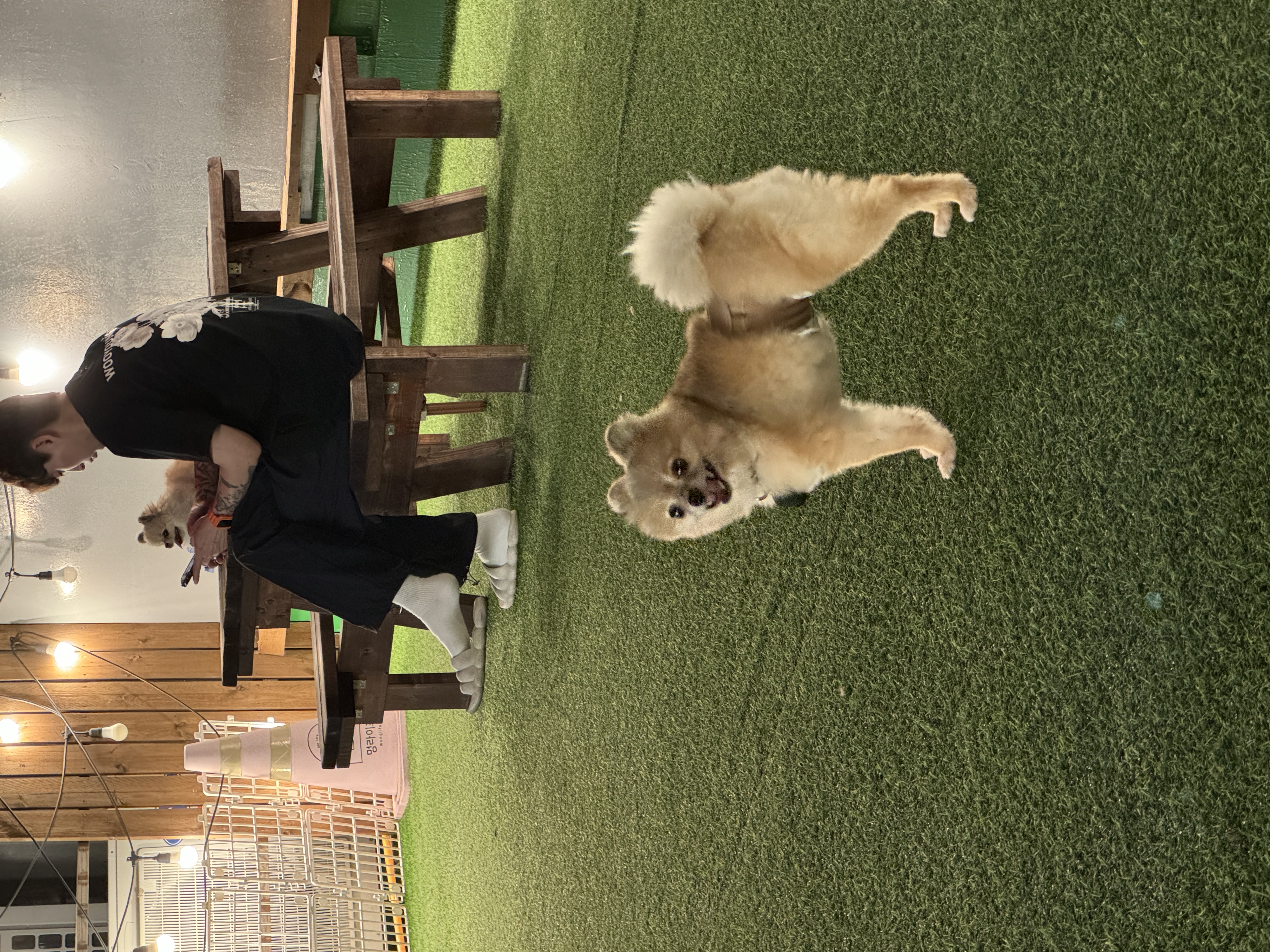 우디 (갈뽀) 와 임보생활 세번째 레포트 @>•<@