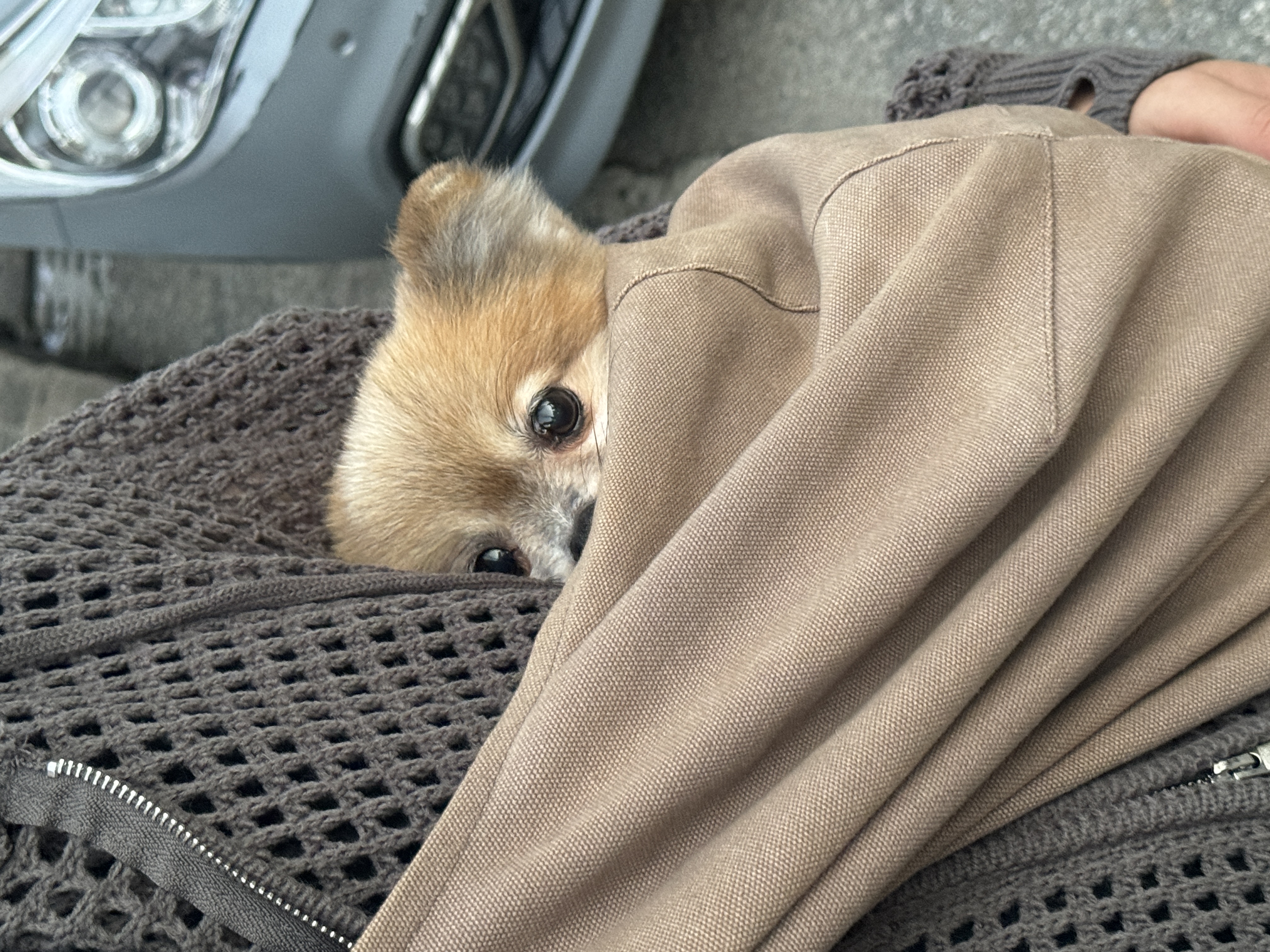 우디 (갈뽀) 와 임보생활 세번째 레포트 @>•<@