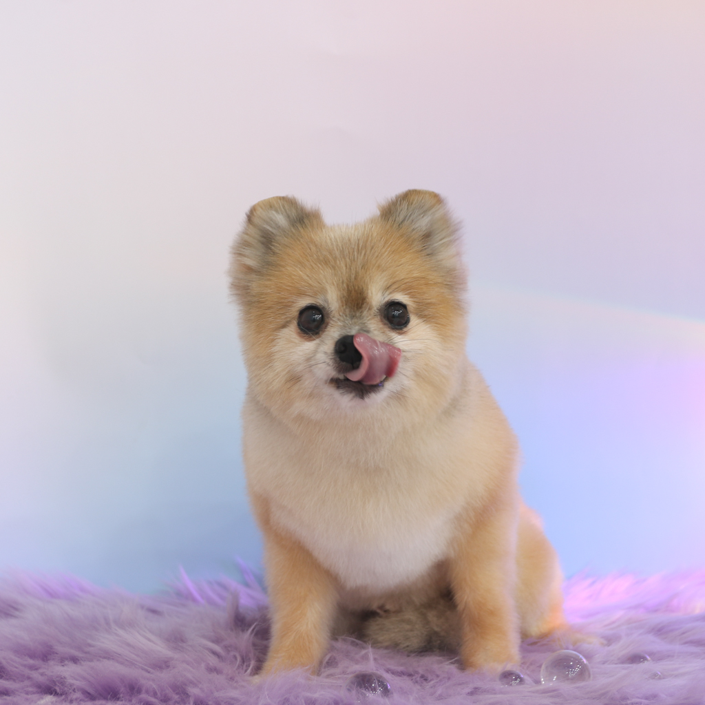 우디 (갈뽀) 와 임보생활 세번째 레포트 @>•<@