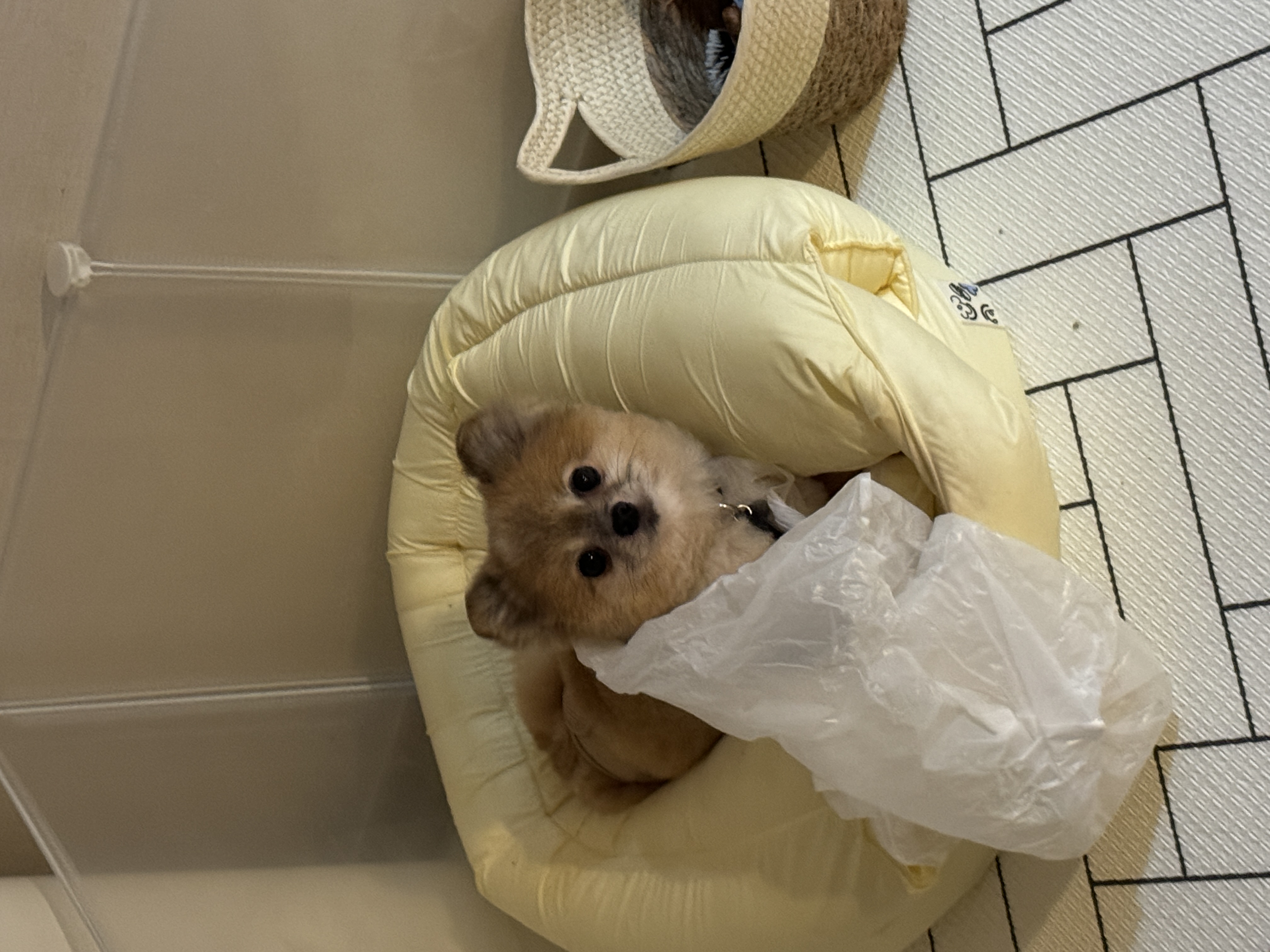 우디 (갈뽀) 와 임보생활 세번째 레포트 @>•<@