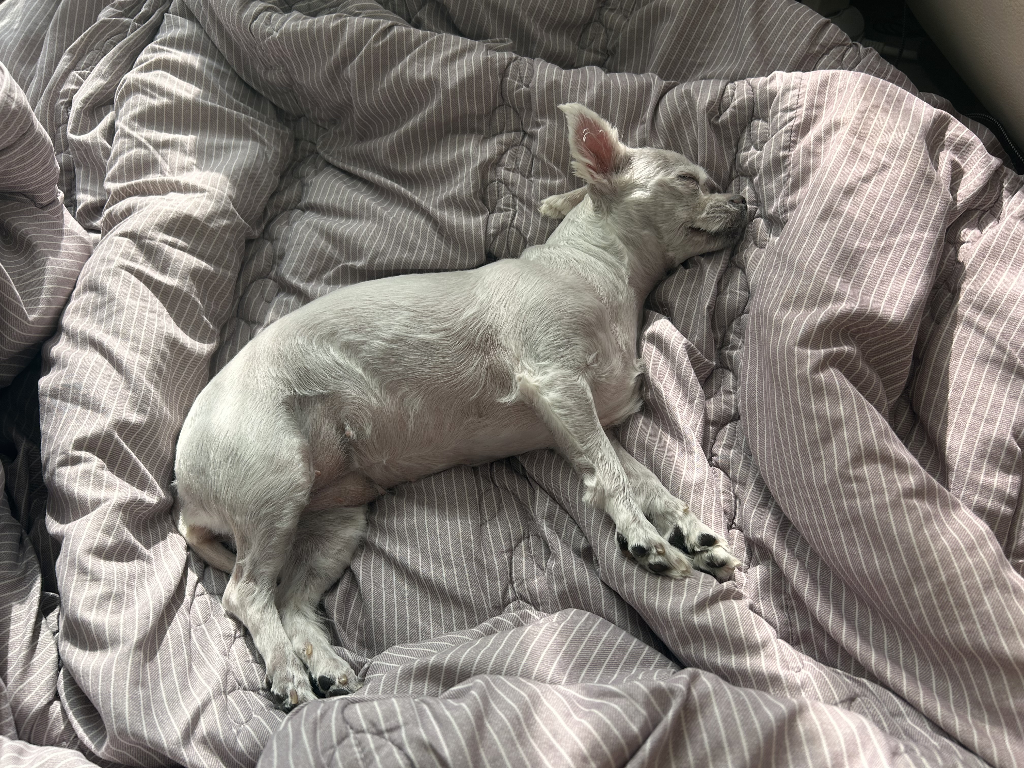 소금이(예뽕이)6개월차 임보일기