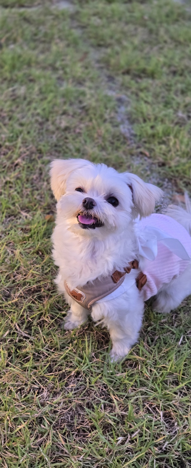 소금이(예뽕이)6개월차 임보일기