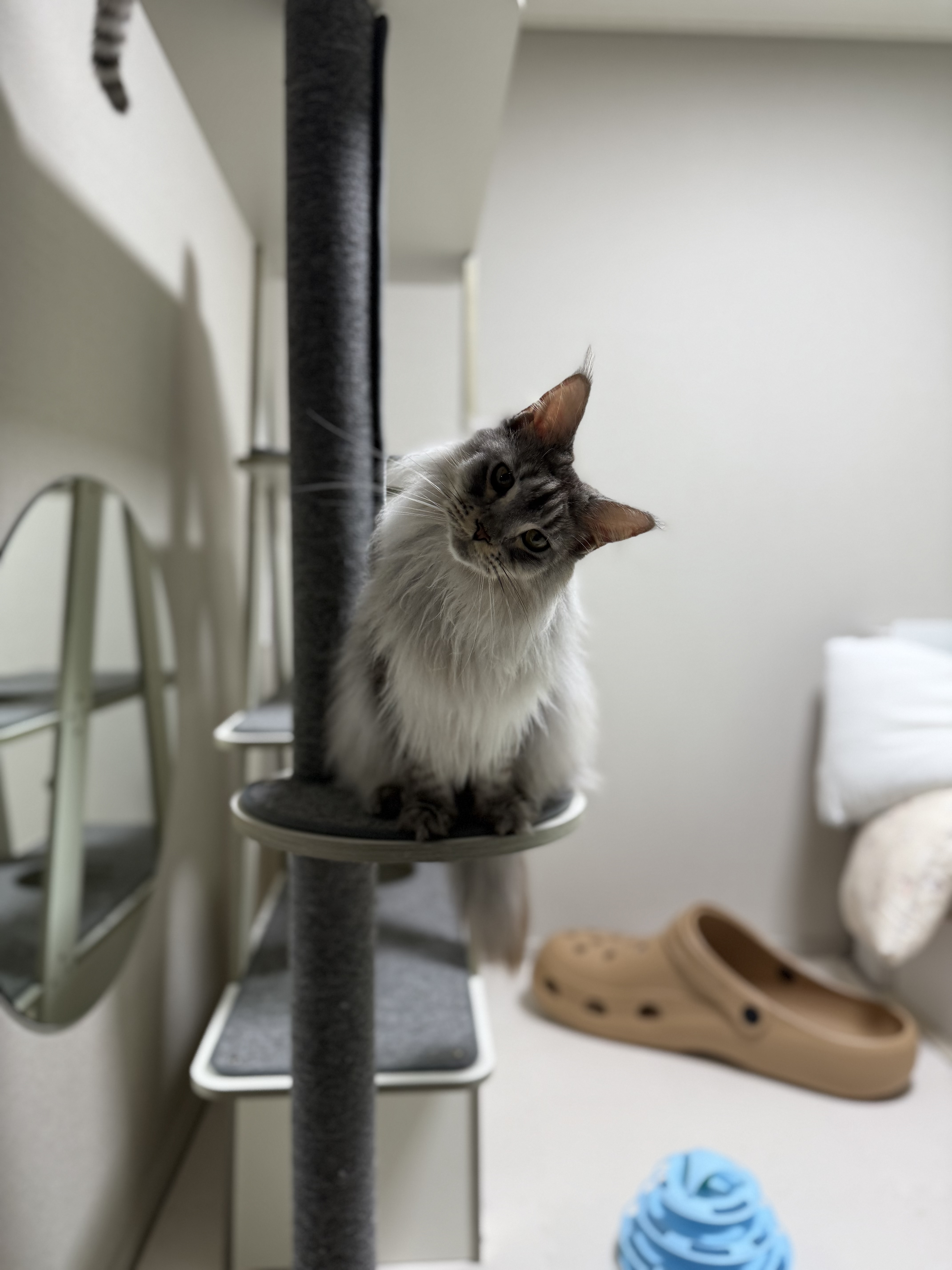 이슬이(현:레이) 일주일 후기입니다!