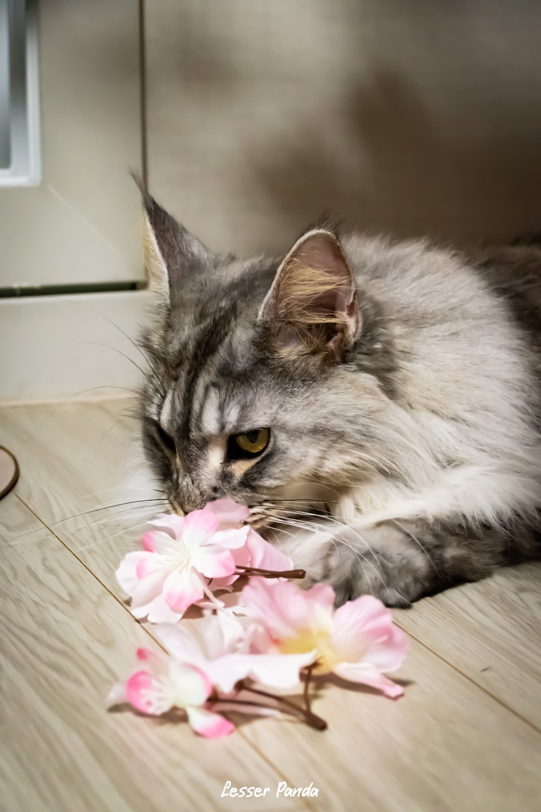 이슬이(현:레이) 일주일 후기입니다!