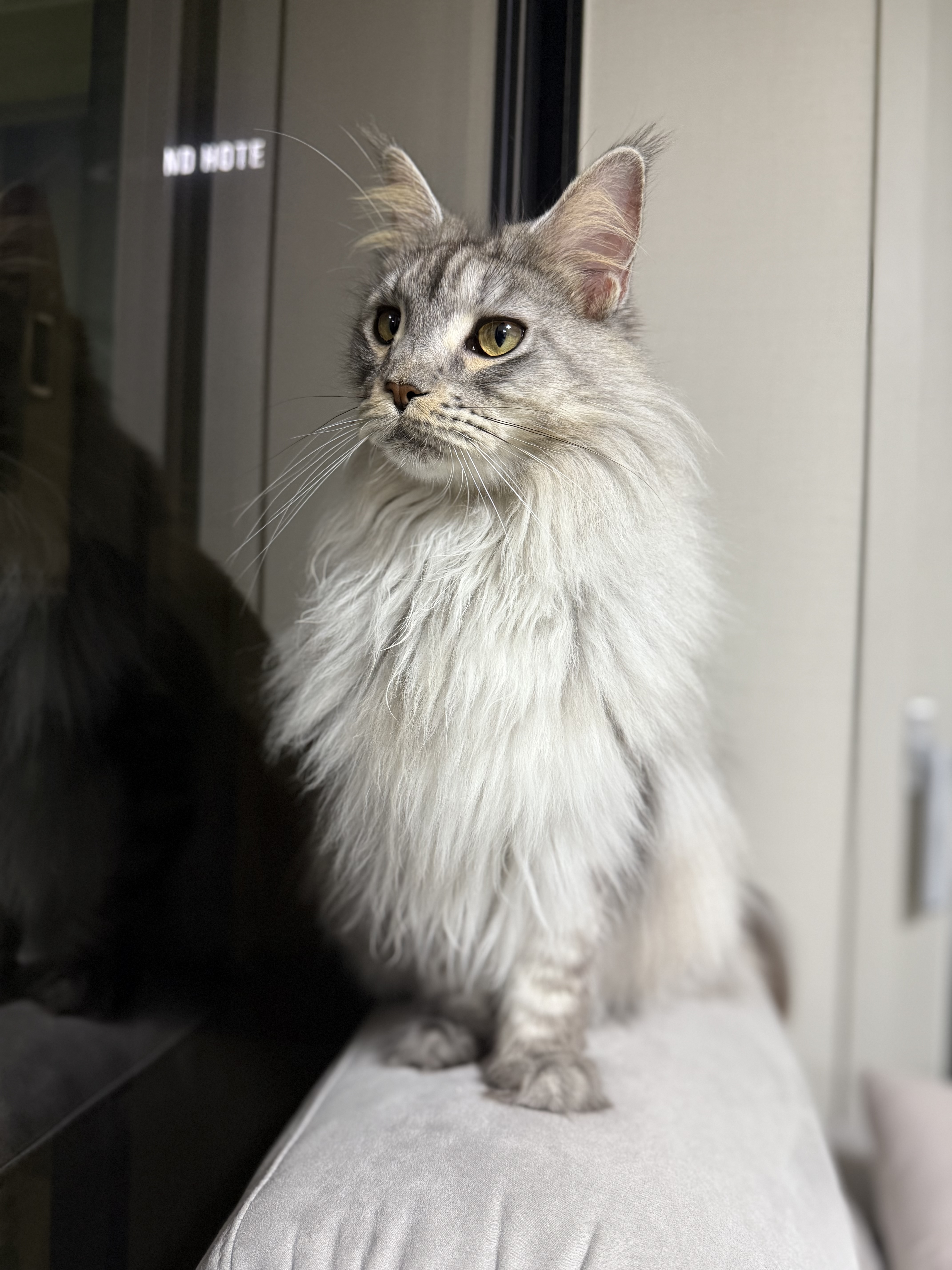 이슬이(현:레이) 일주일 후기입니다!