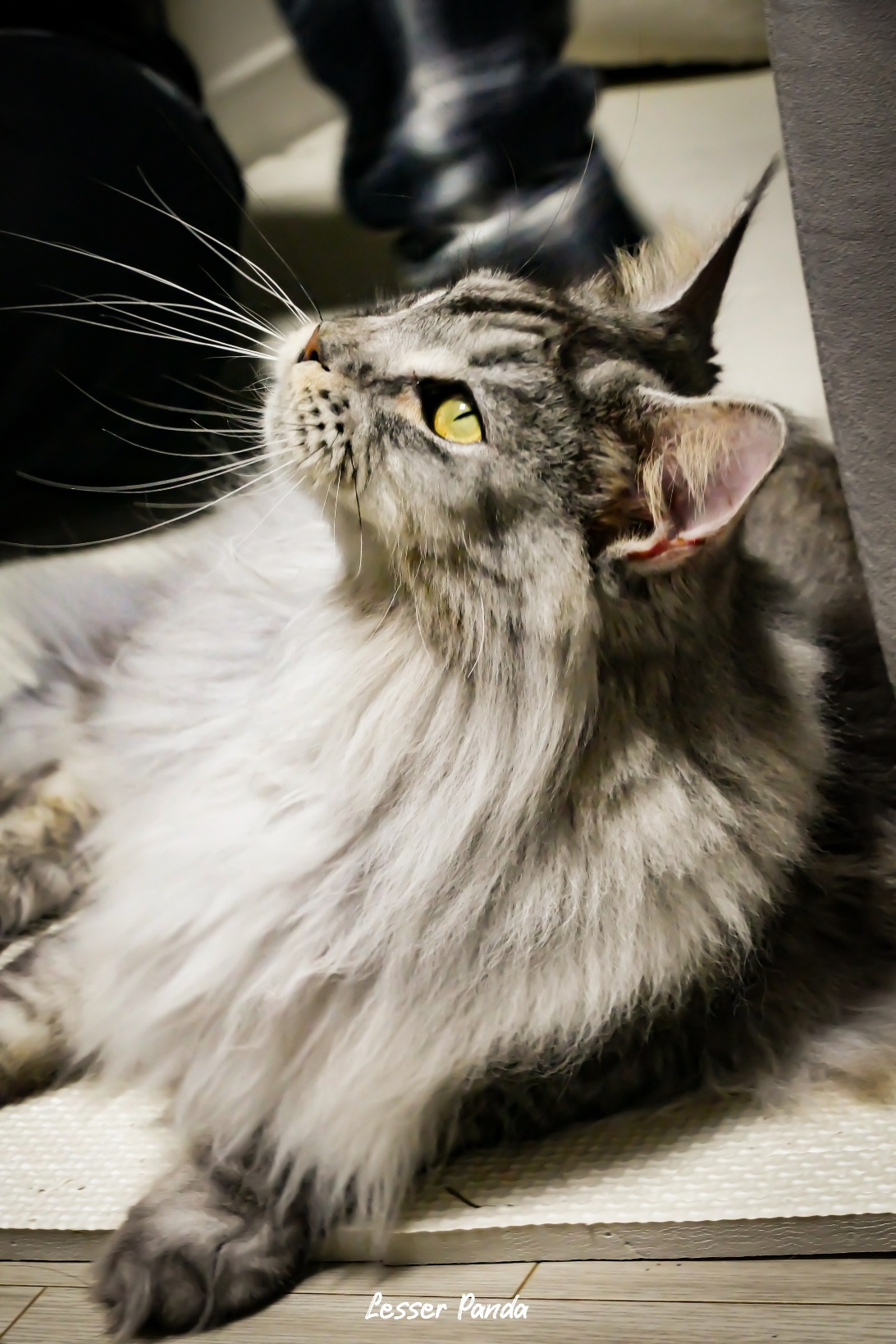 이슬이(현:레이) 일주일 후기입니다!