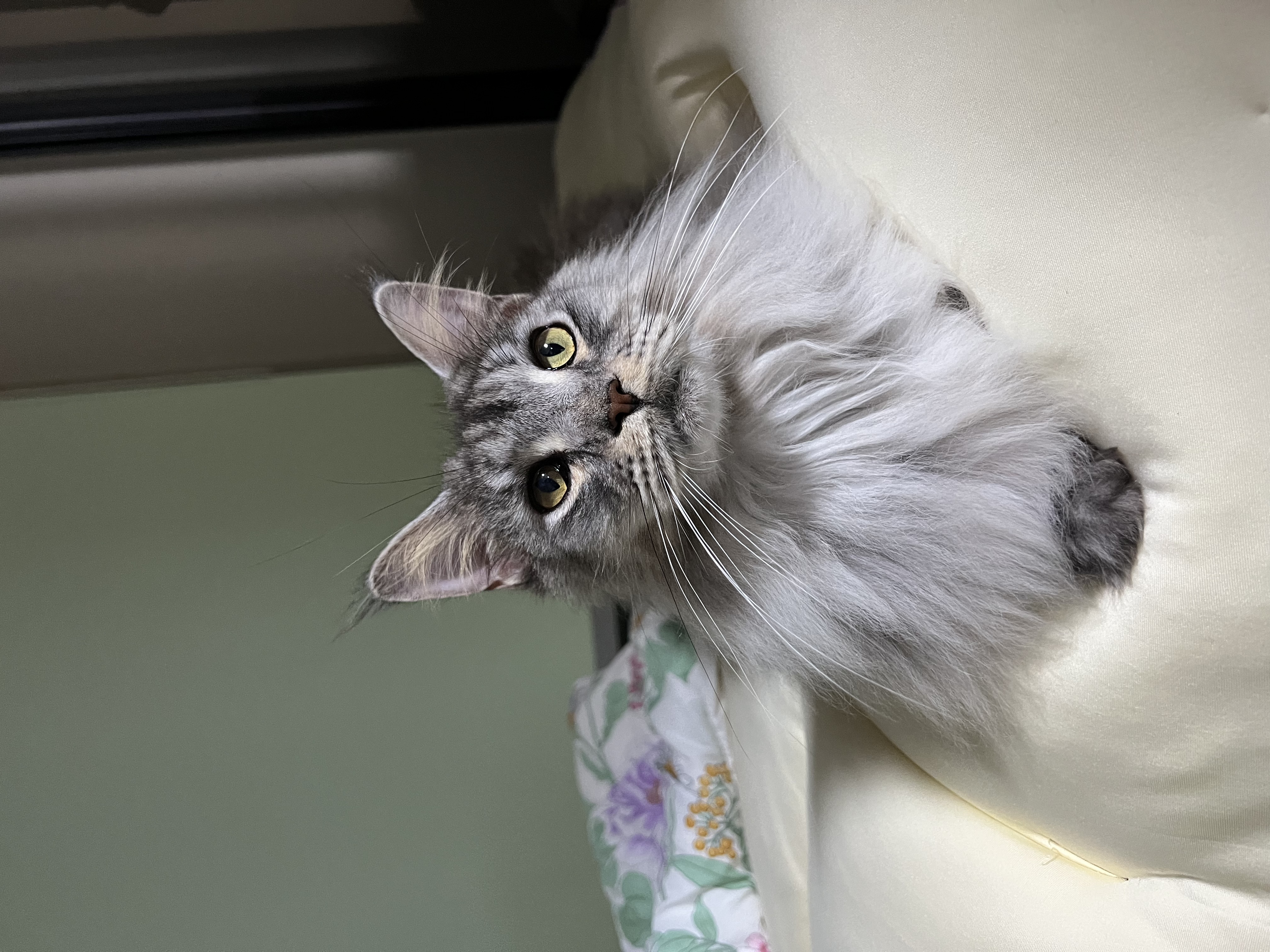 이슬이(현:레이) 일주일 후기입니다!