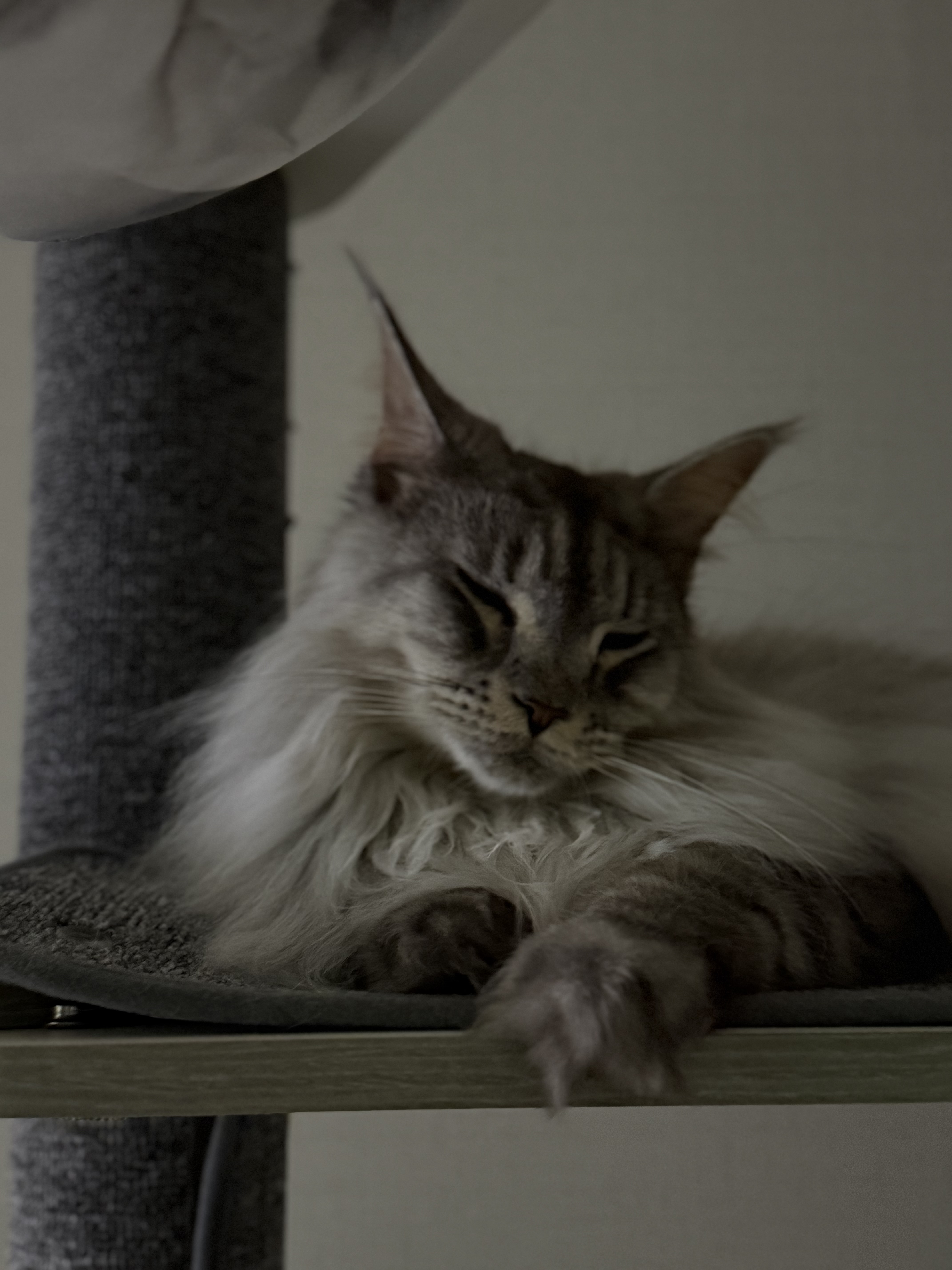 이슬이(현:레이) 일주일 후기입니다!