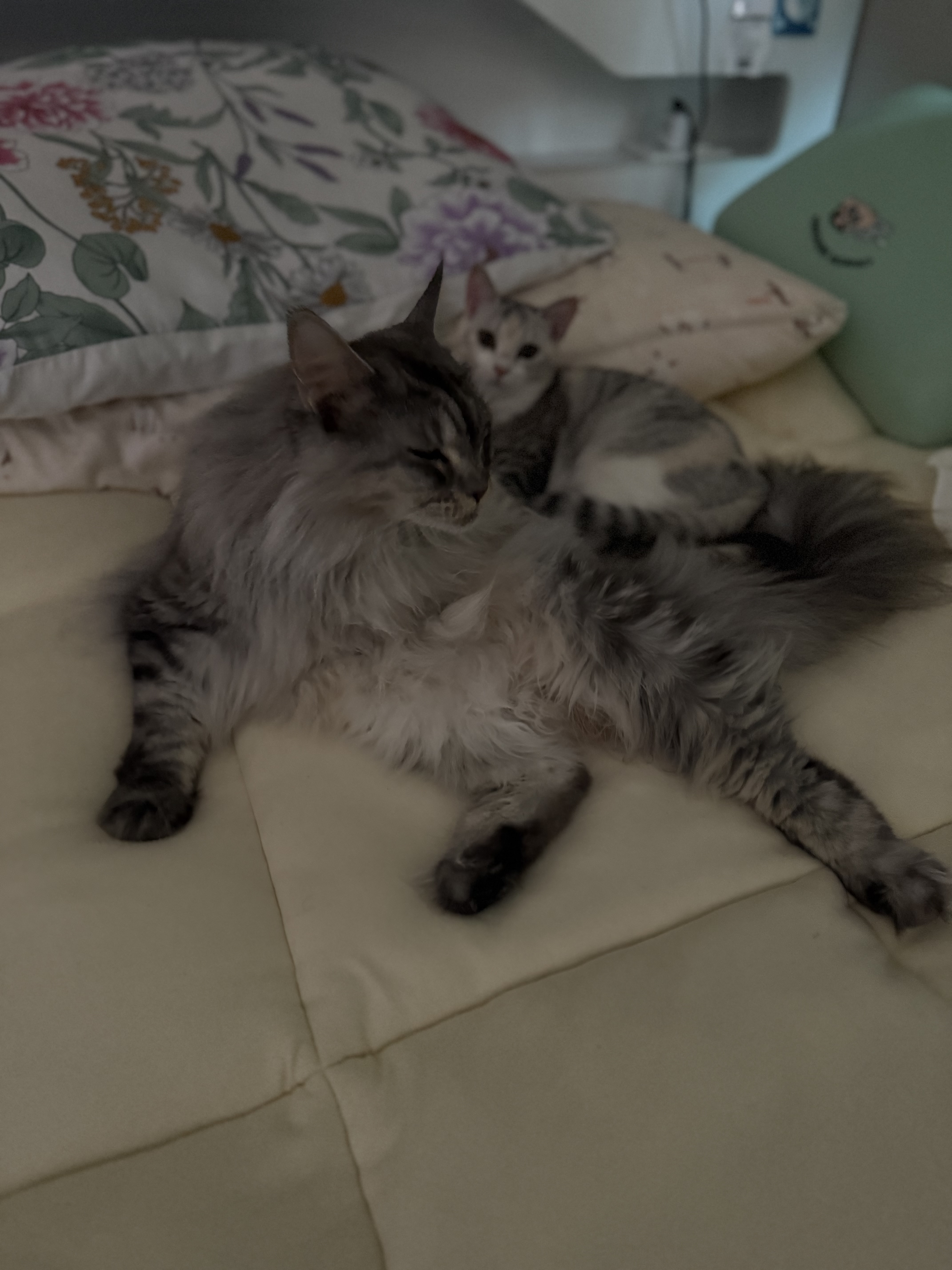 이슬이(현:레이) 일주일 후기입니다!