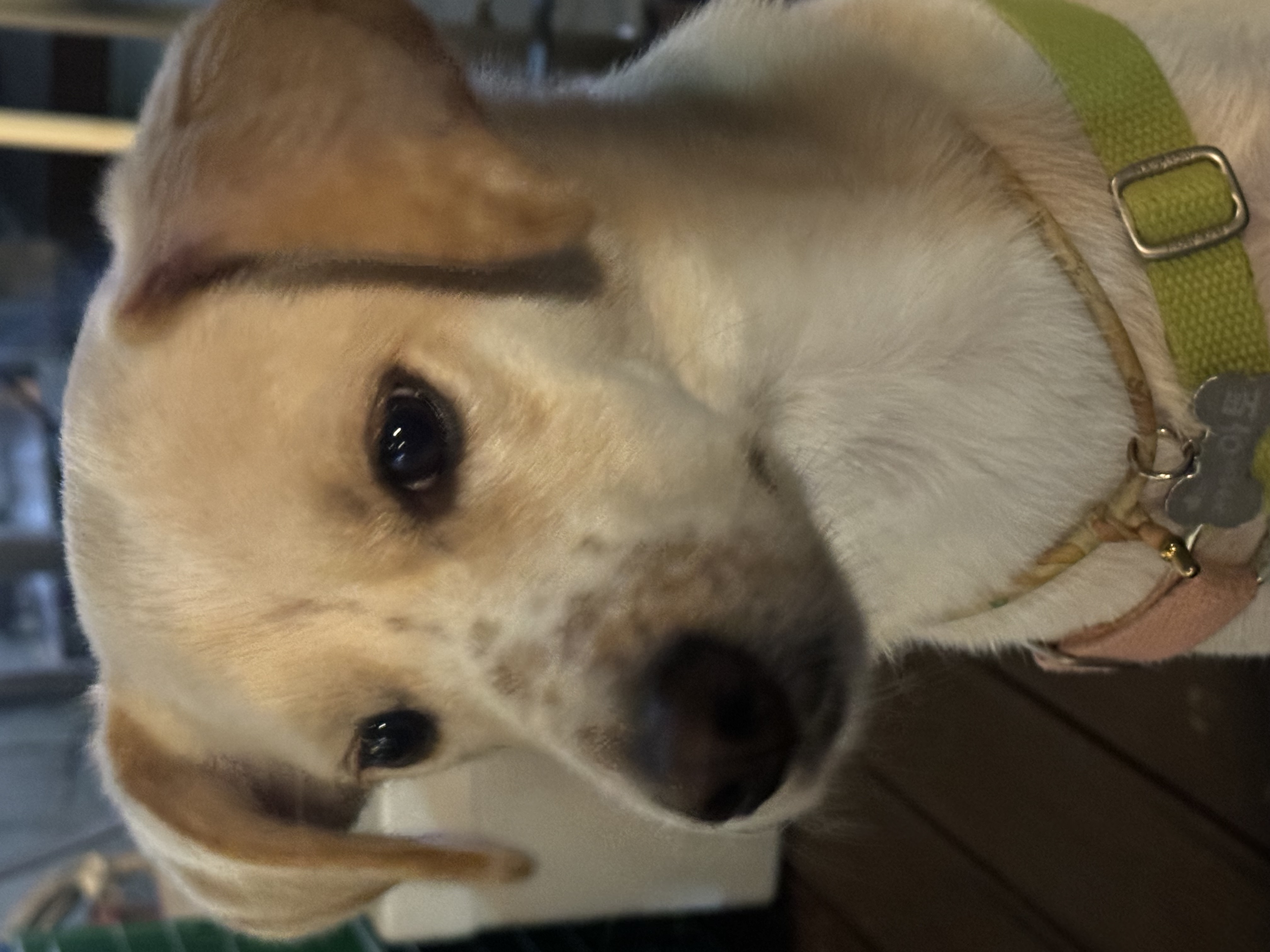 구 멍구 현 아토 4년차♡