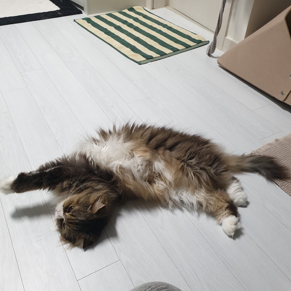 ☆엉이 입양후이야기☆