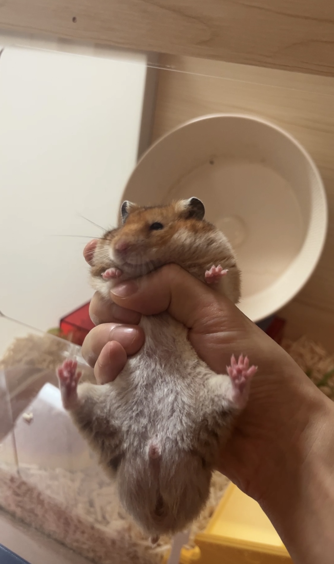 온햄이 3개월차 