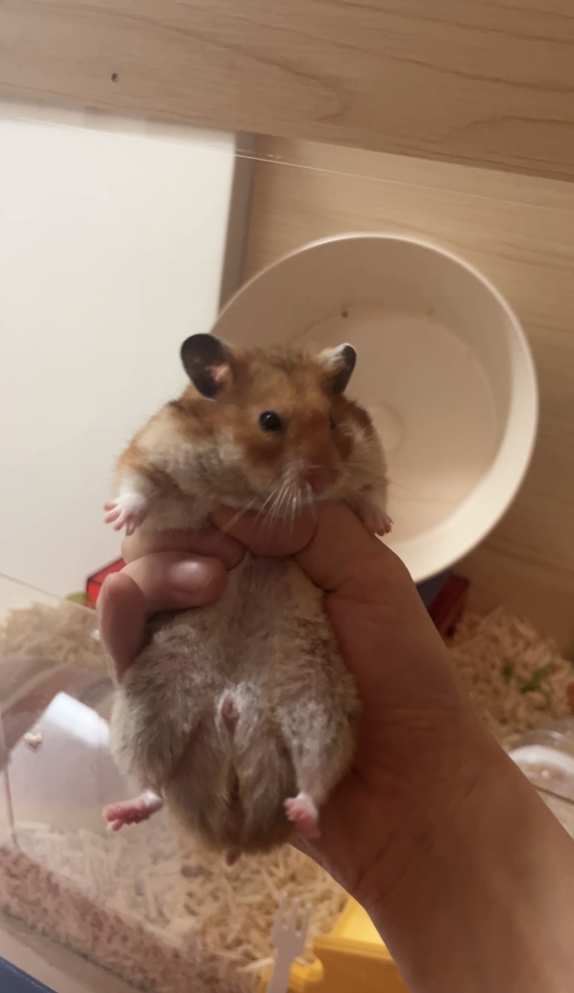 온햄이 3개월차 