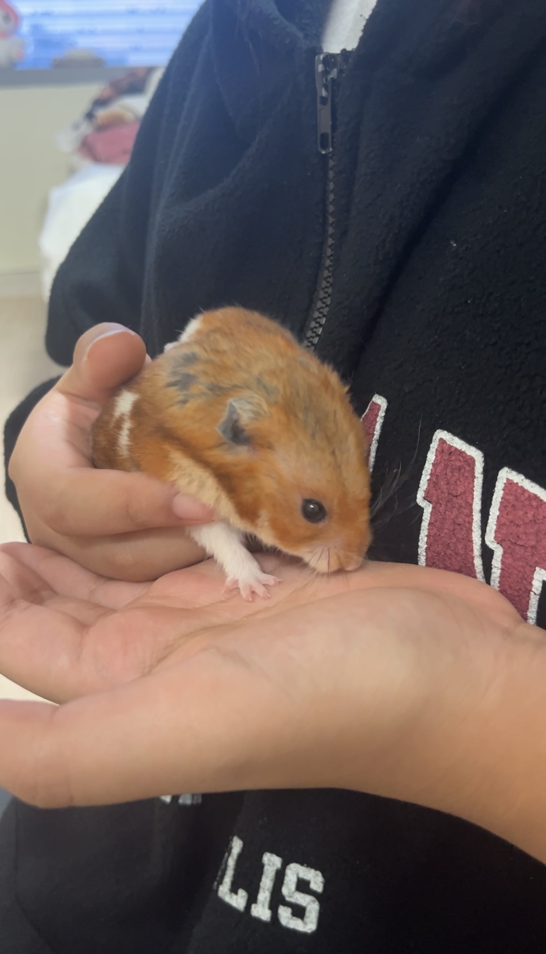 온햄이 3개월차 