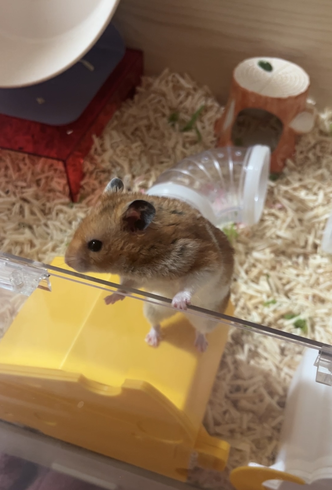 온햄이 3개월차 