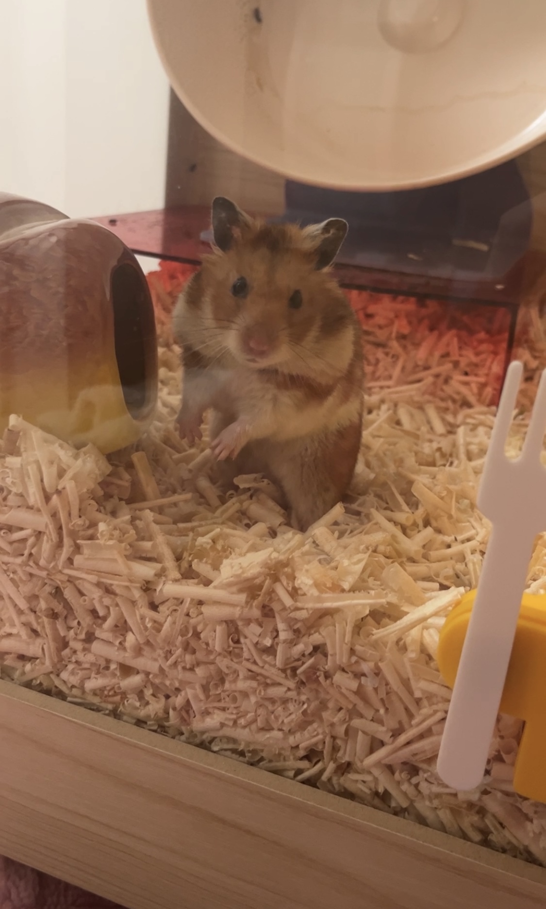 온햄이 3개월차 