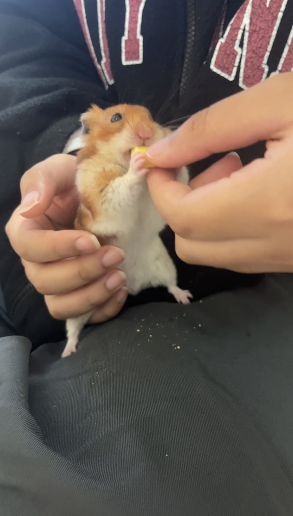 온햄이 3개월차 