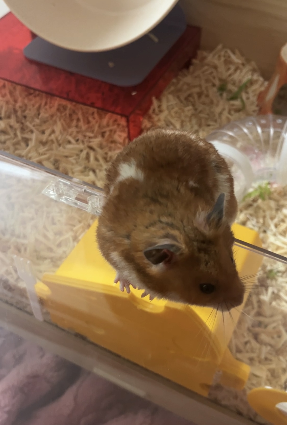 온햄이 3개월차 