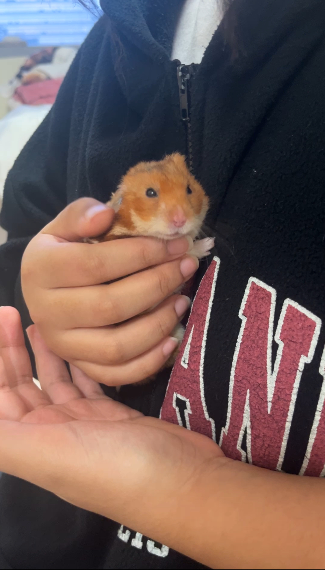 온햄이 3개월차 