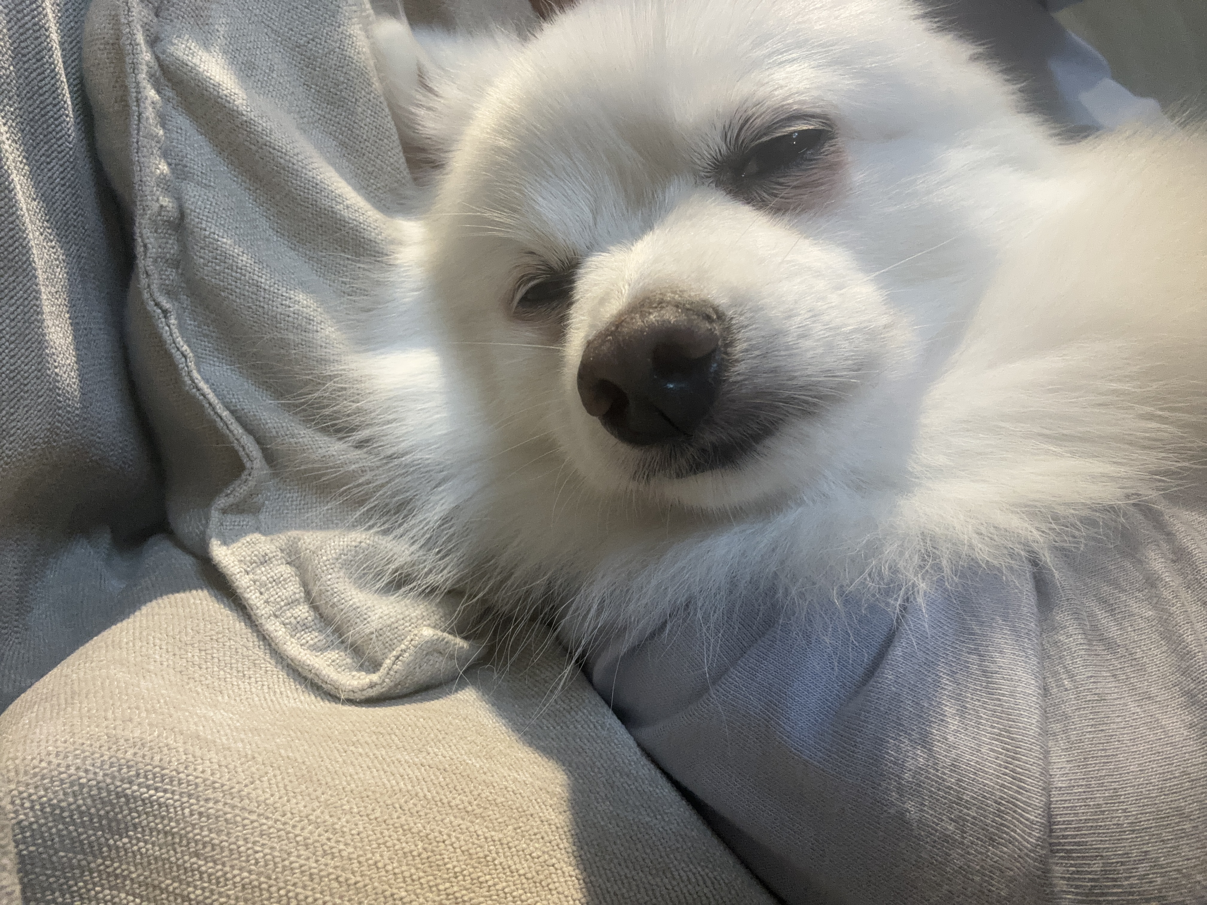 뽀해 임보이야기