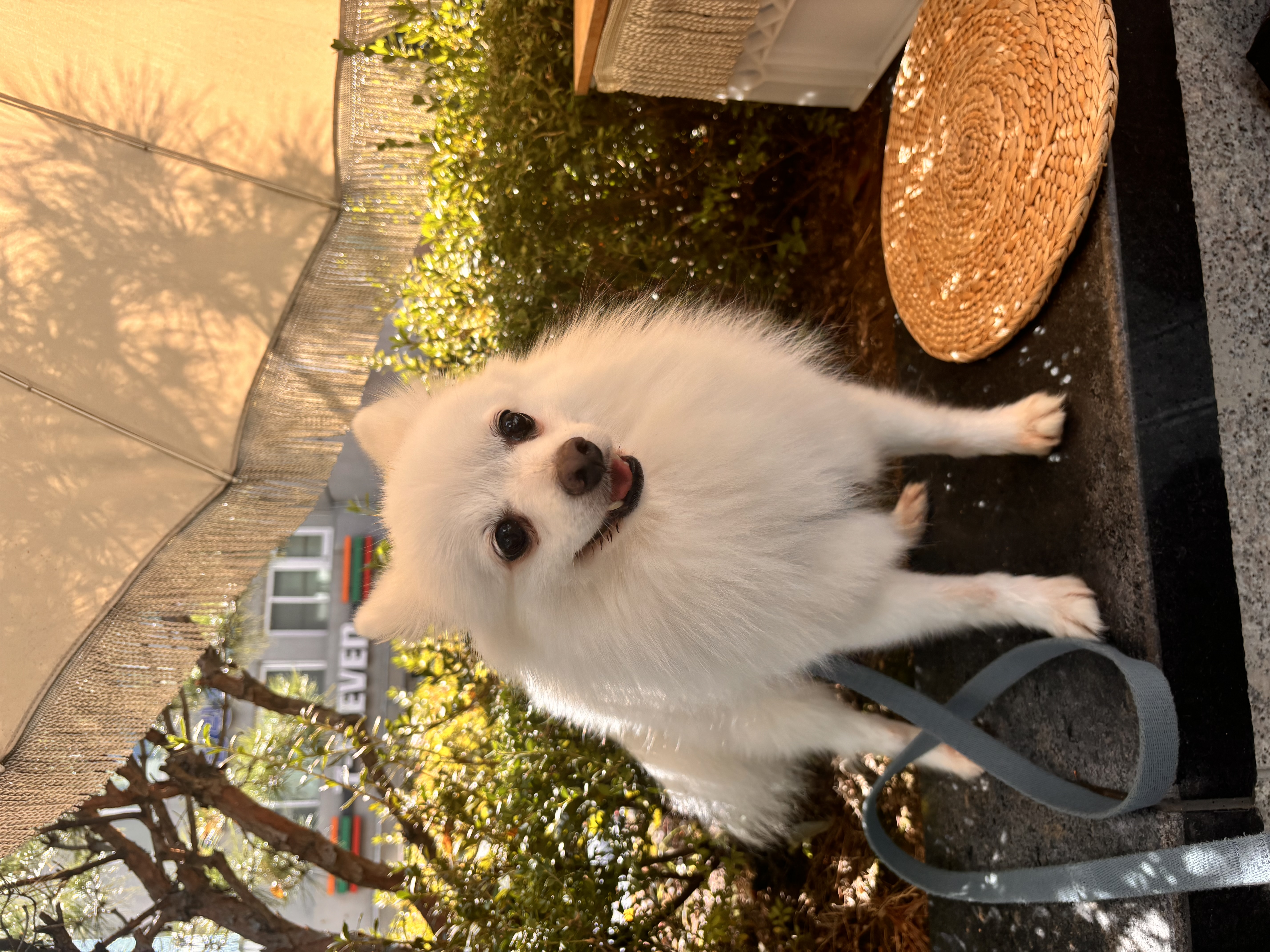 뽀해 임보이야기