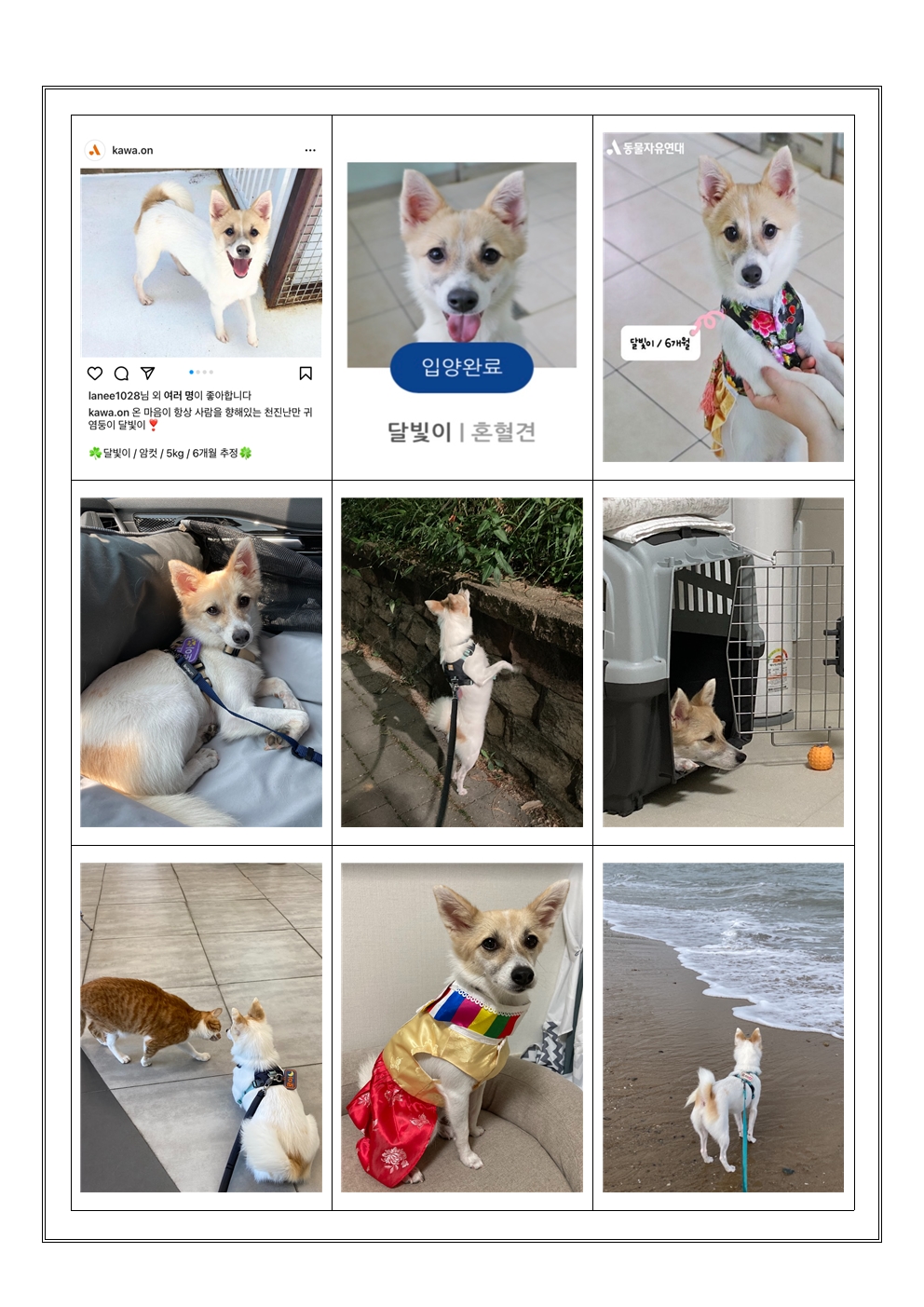 로이(달빛이) 입양 1년 이야기^^