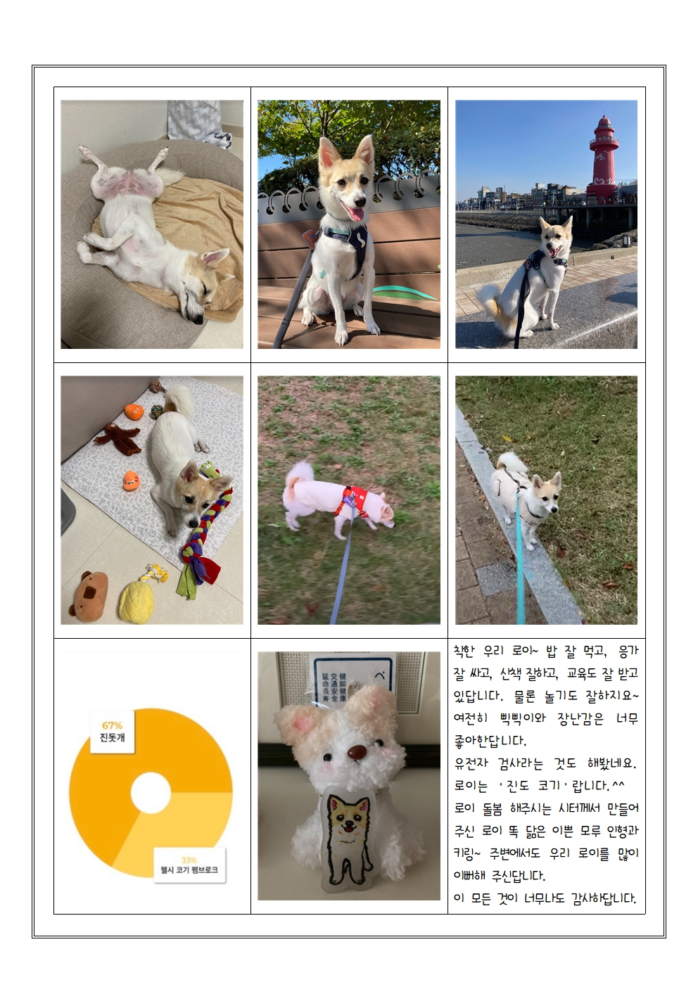 로이(달빛이) 입양 1년 이야기^^